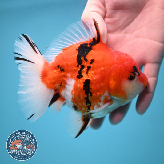 Tricolor Tiger Oranda 4 inch Body (251024_OR14)