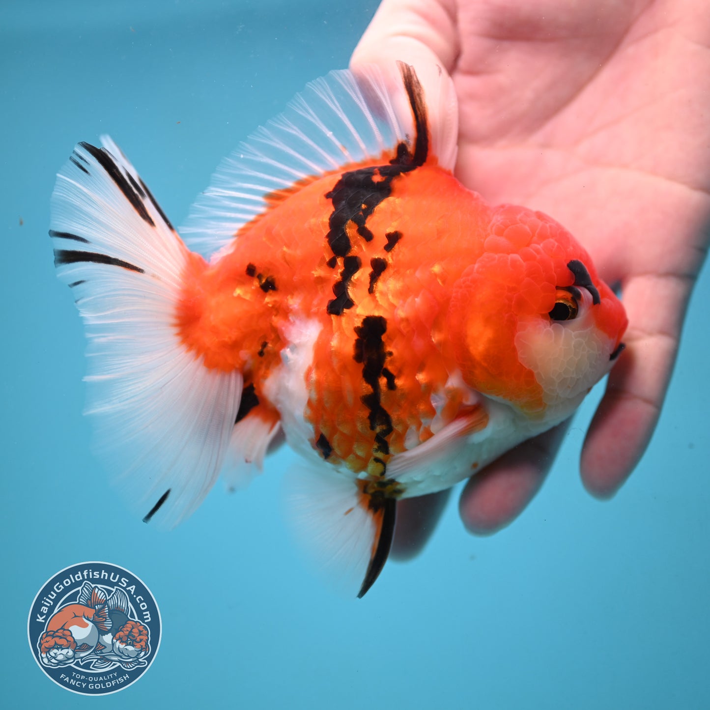 Tricolor Tiger Oranda 4 inch Body (251024_OR14)