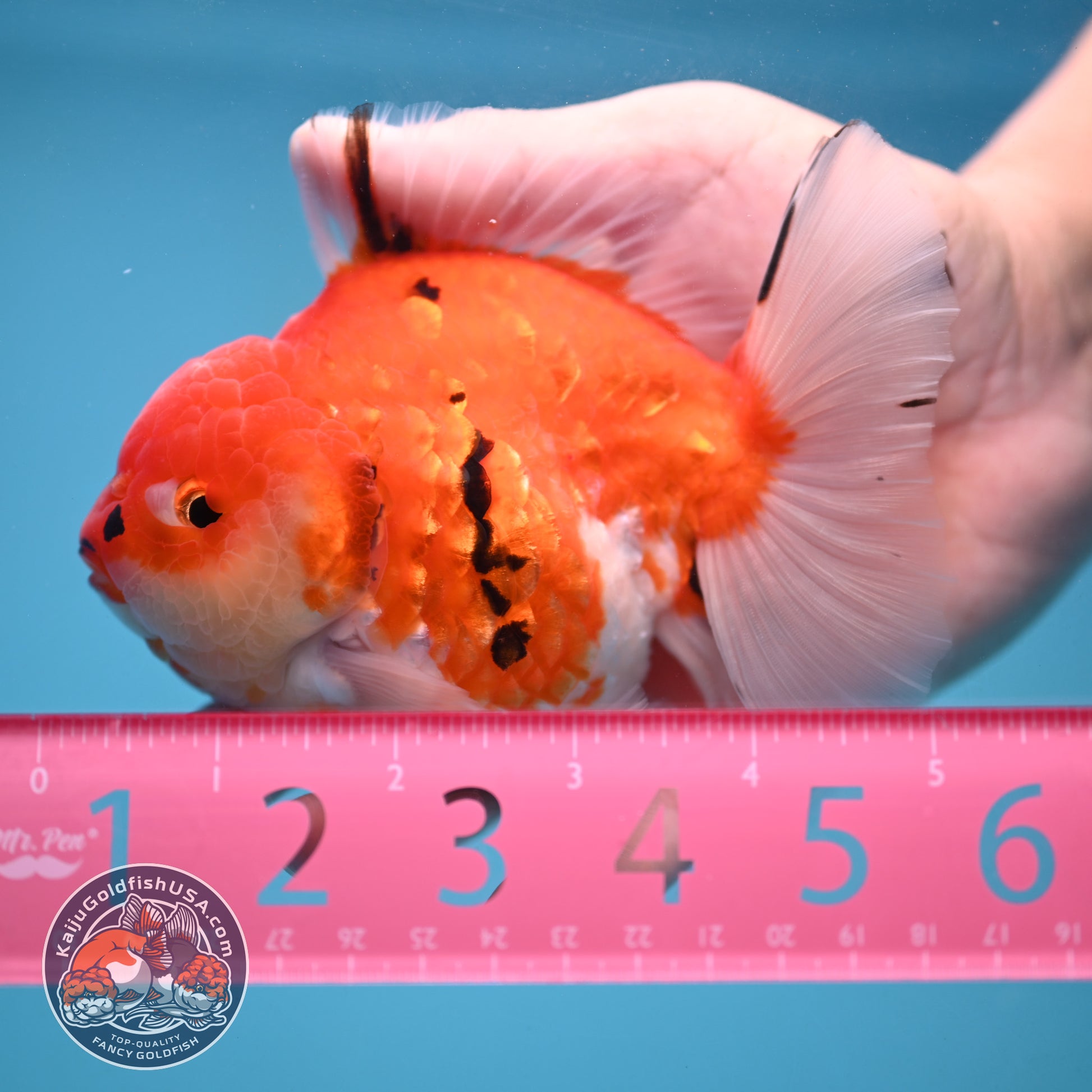 Tricolor Tiger Oranda 4 inch Body (251024_OR14)