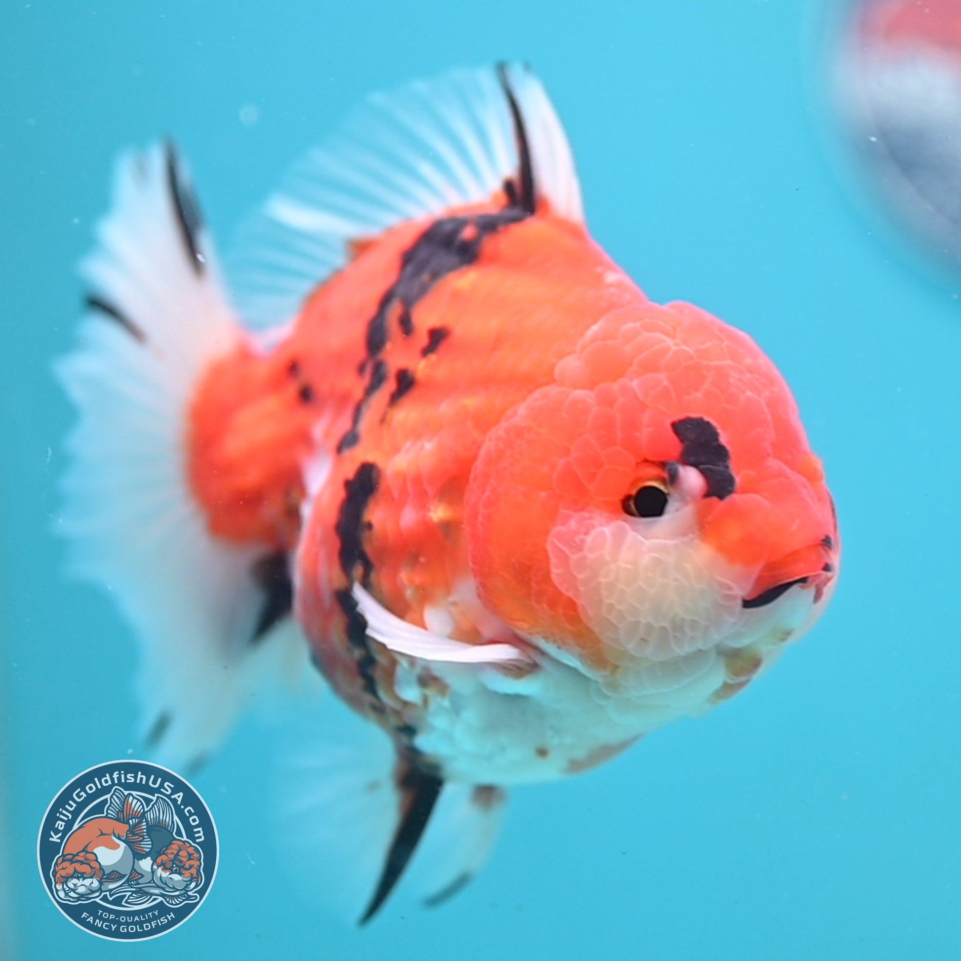 Tricolor Tiger Oranda 4 inch Body (251024_OR14)