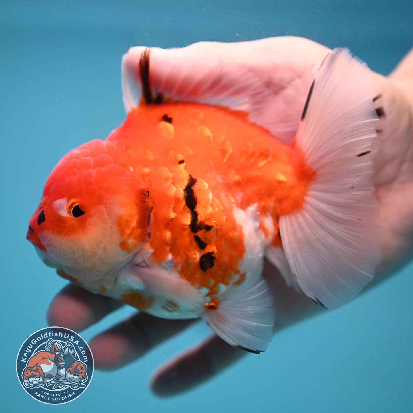 Tricolor Tiger Oranda 4 inch Body (251024_OR14)