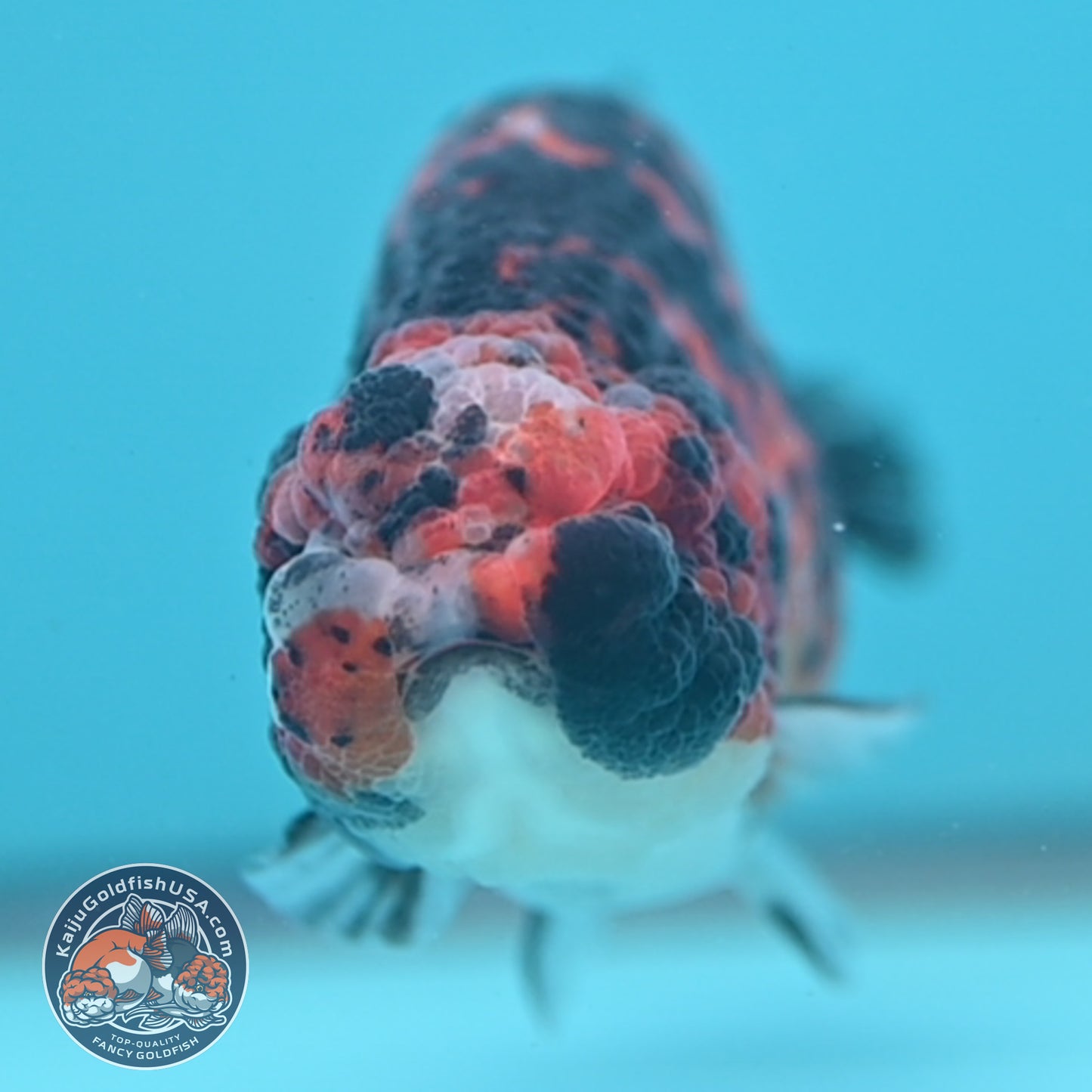Tricolor Tiger Ranchu 4.5 inch Body (251024_RC01)