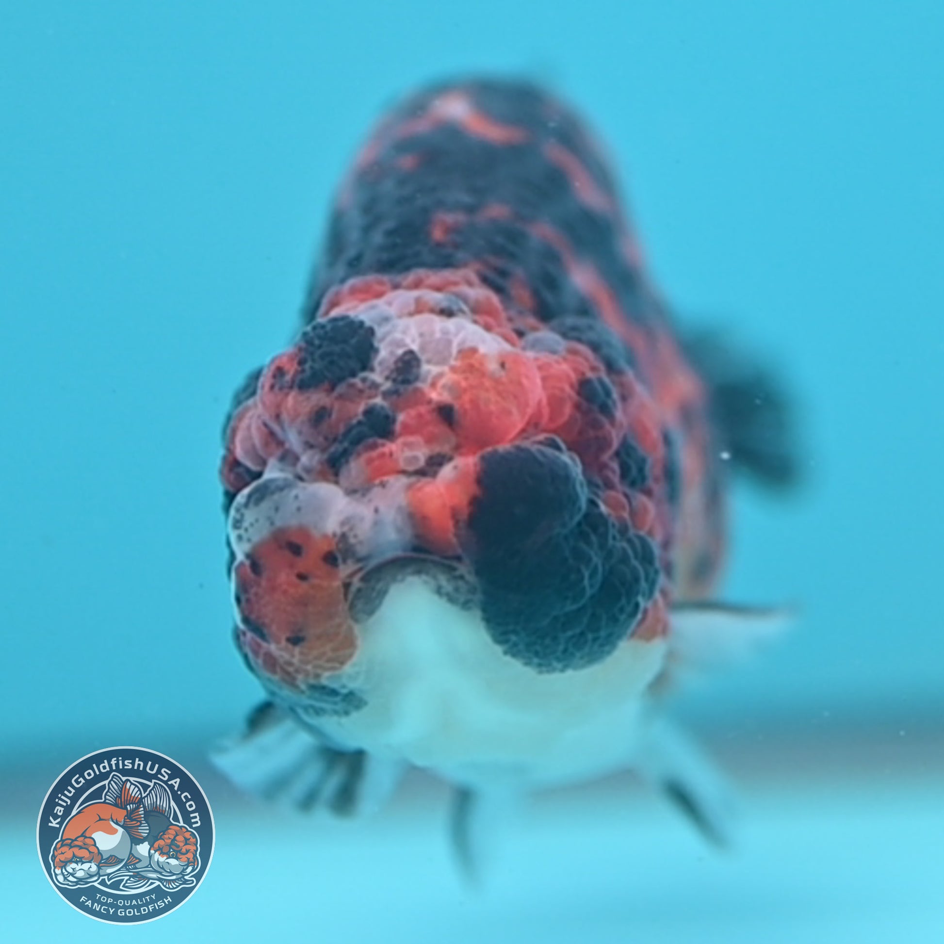 Tricolor Tiger Ranchu 4.5 inch Body (251024_RC01)