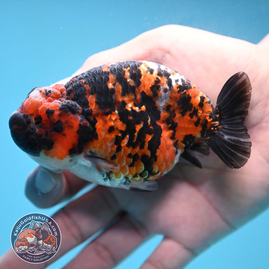 Tricolor Tiger Ranchu 4.5 inch Body (251024_RC01)