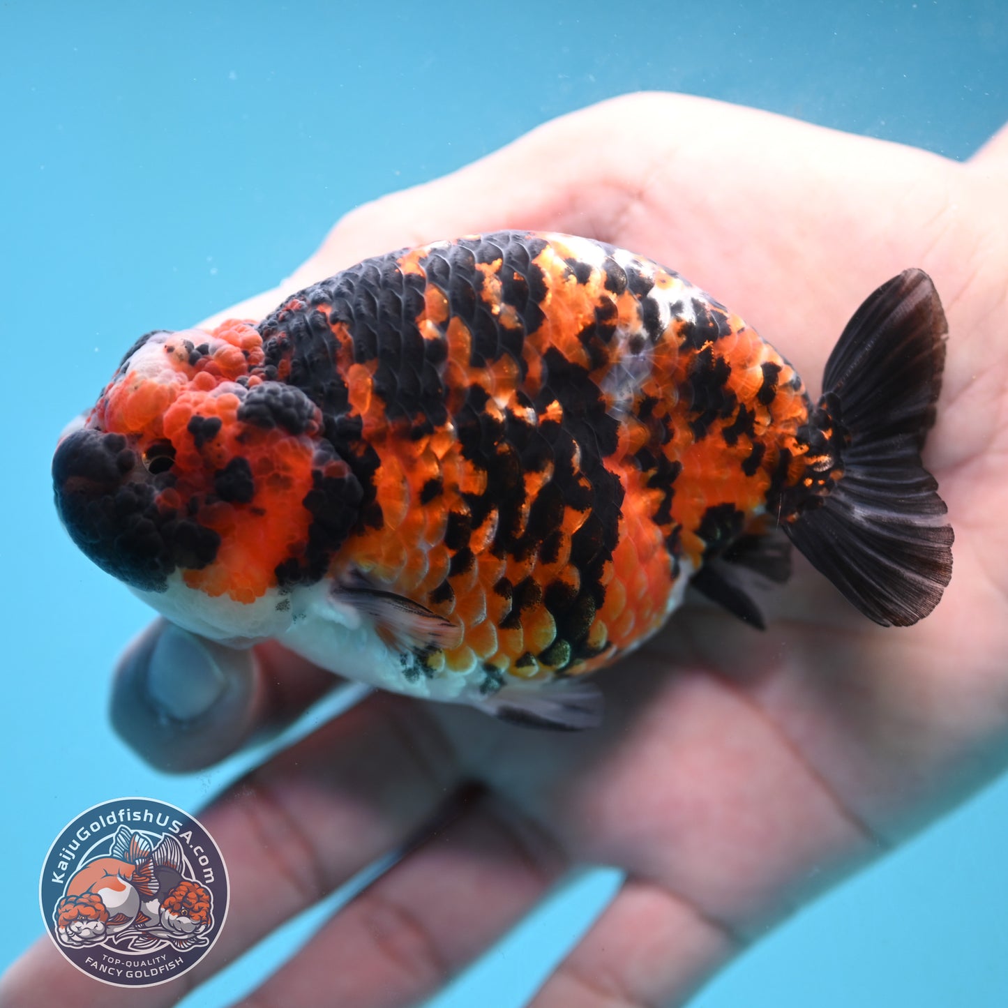 Tricolor Tiger Ranchu 4.5 inch Body (251024_RC01)