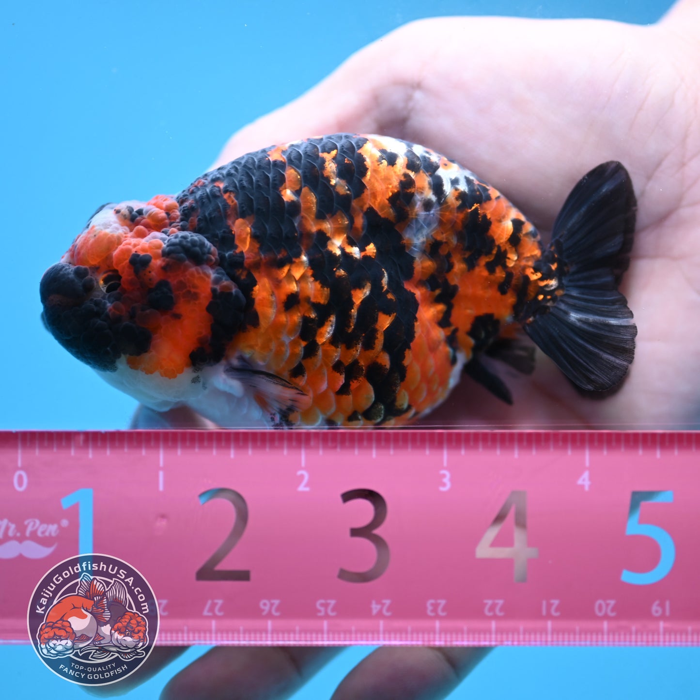 Tricolor Tiger Ranchu 4.5 inch Body (251024_RC01)