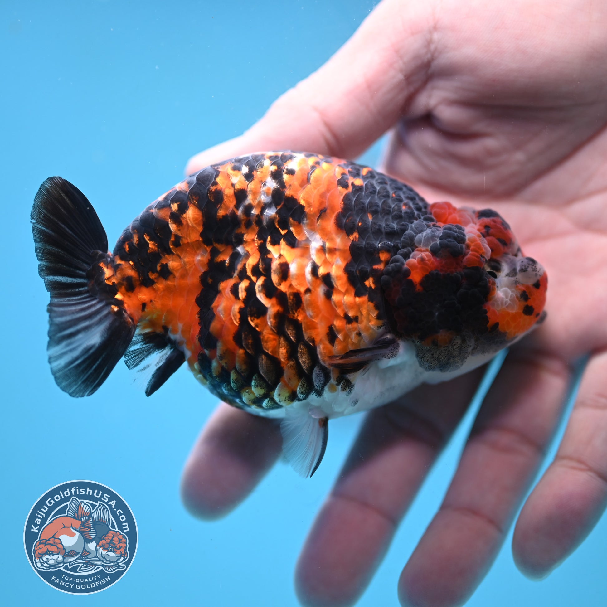 Tricolor Tiger Ranchu 4.5 inch Body (251024_RC01)