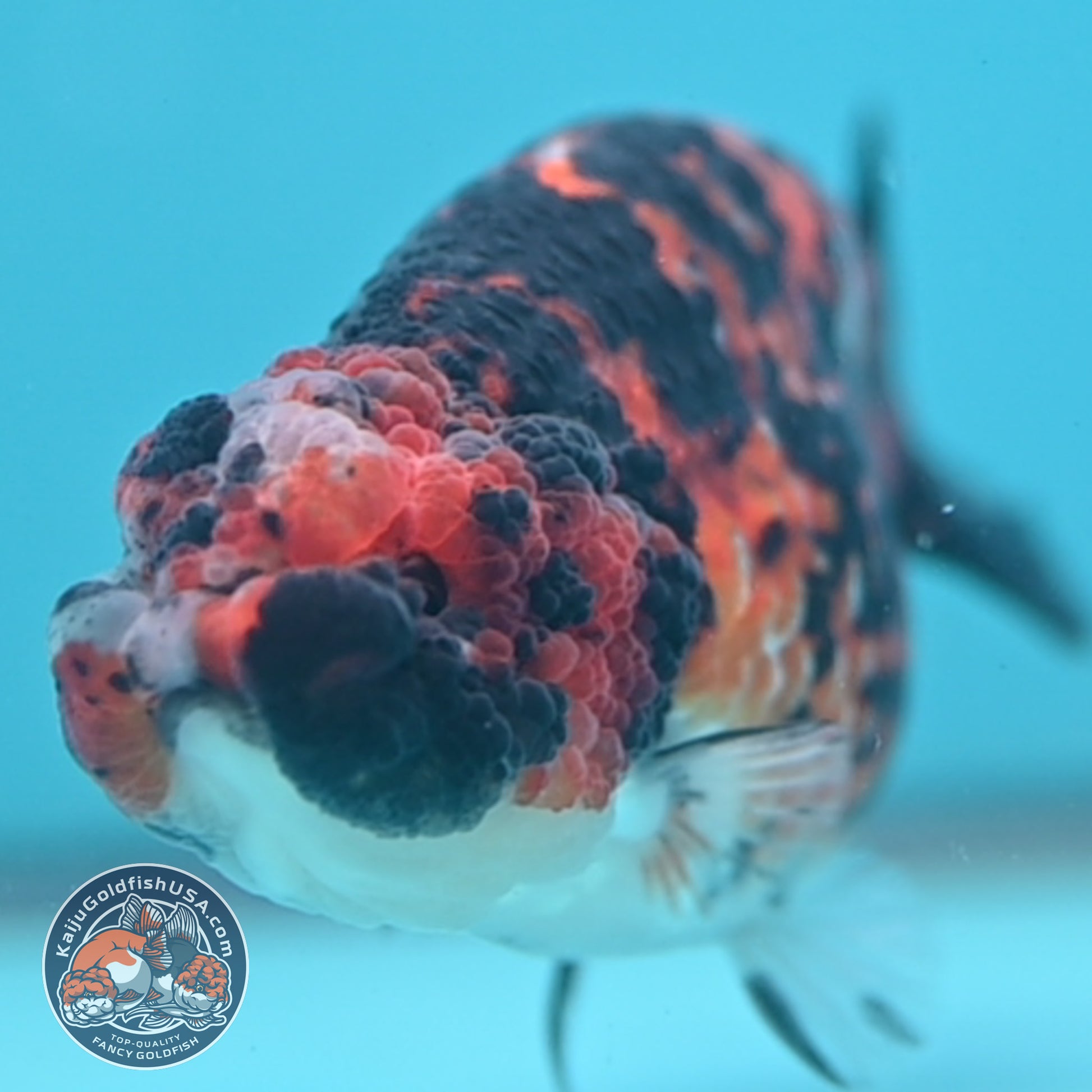 Tricolor Tiger Ranchu 4.5 inch Body (251024_RC01)