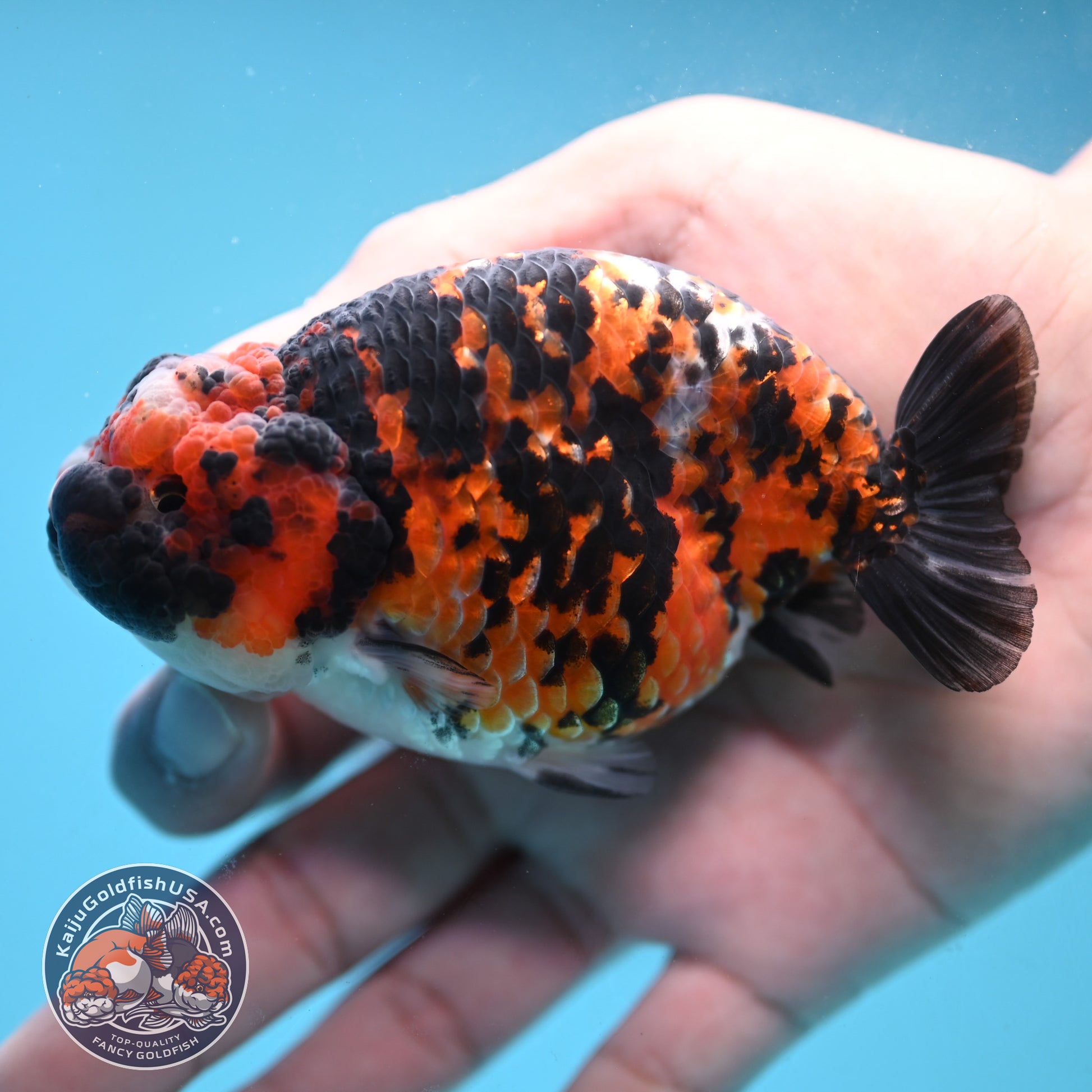 Tricolor Tiger Ranchu 4.5 inch Body (251024_RC01)