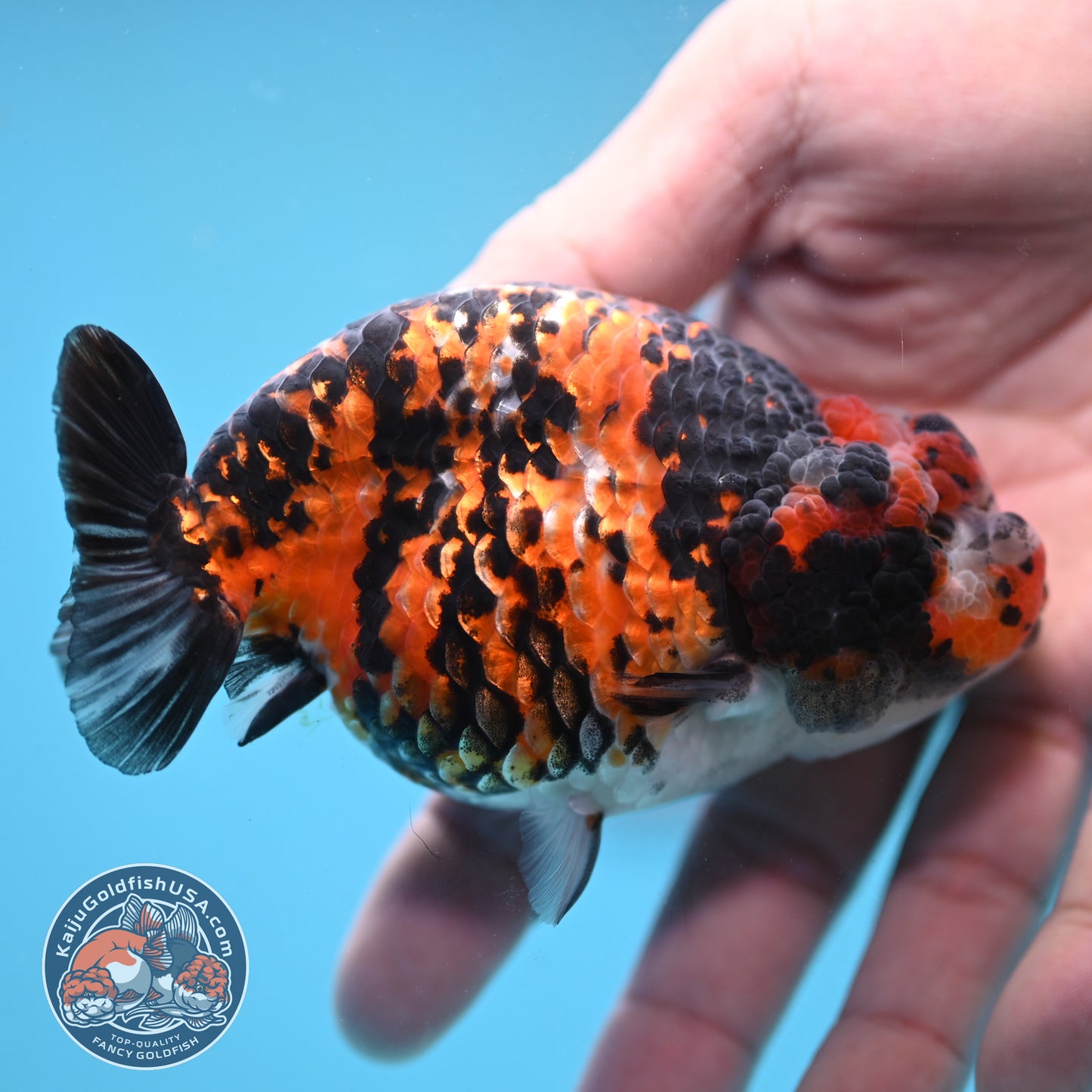 Tricolor Tiger Ranchu 4.5 inch Body (251024_RC01)