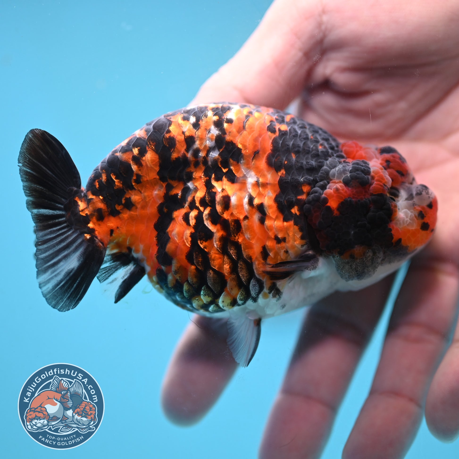 Tricolor Tiger Ranchu 4.5 inch Body (251024_RC01)