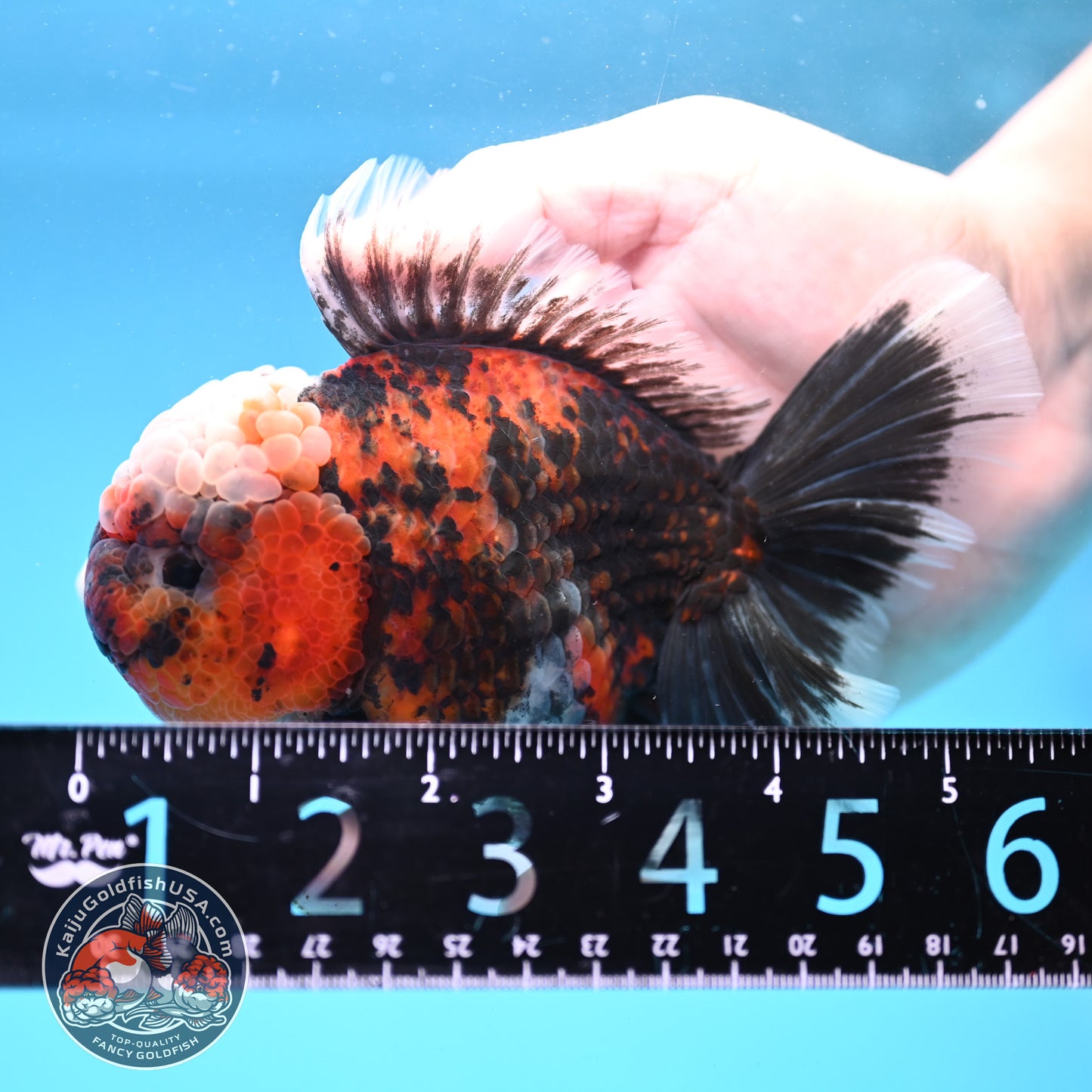 Triger Rose Tail Oranda 4 inch Body (251121_OR05)
