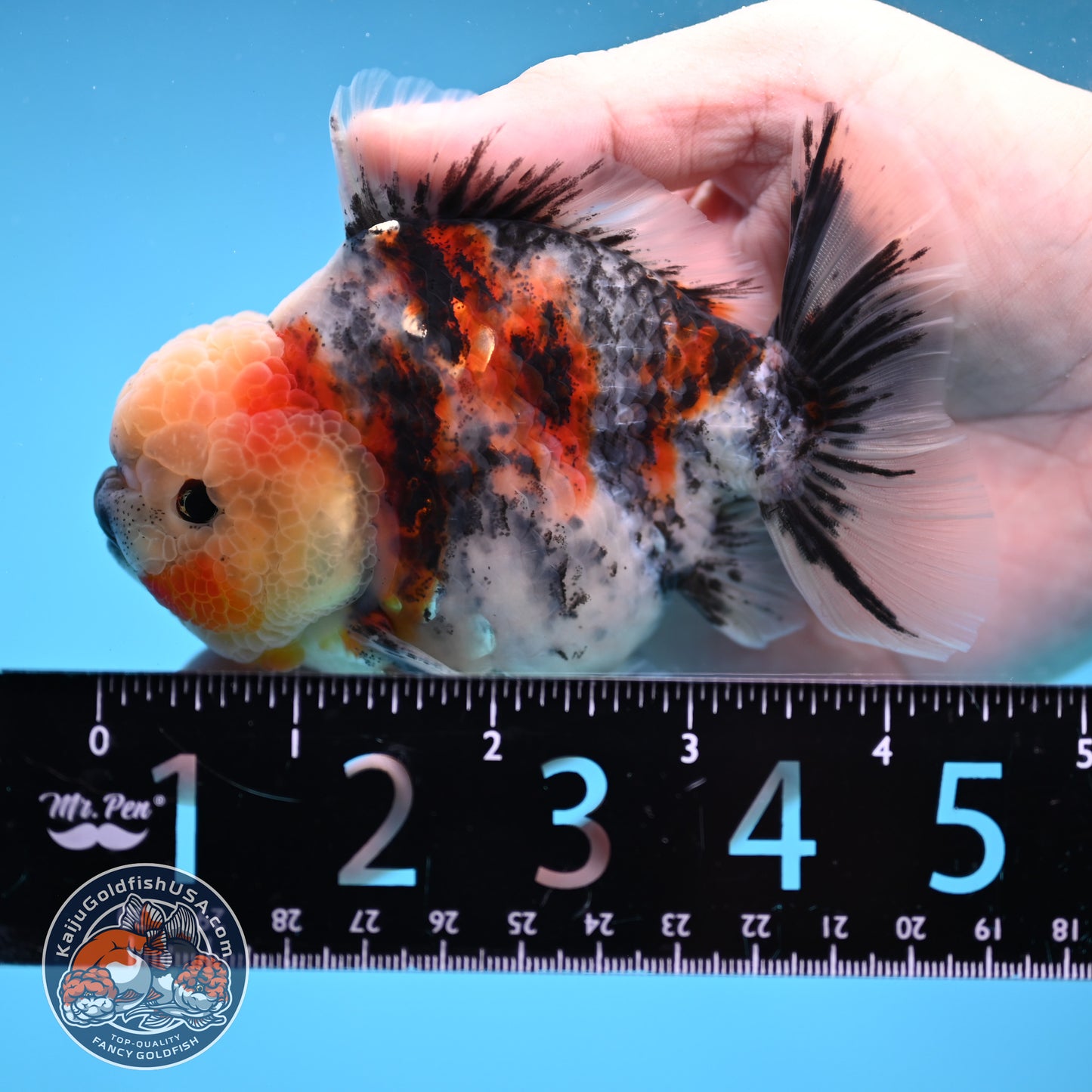 White Tiger Oranda 3.5 inch Body (251114_OR07)