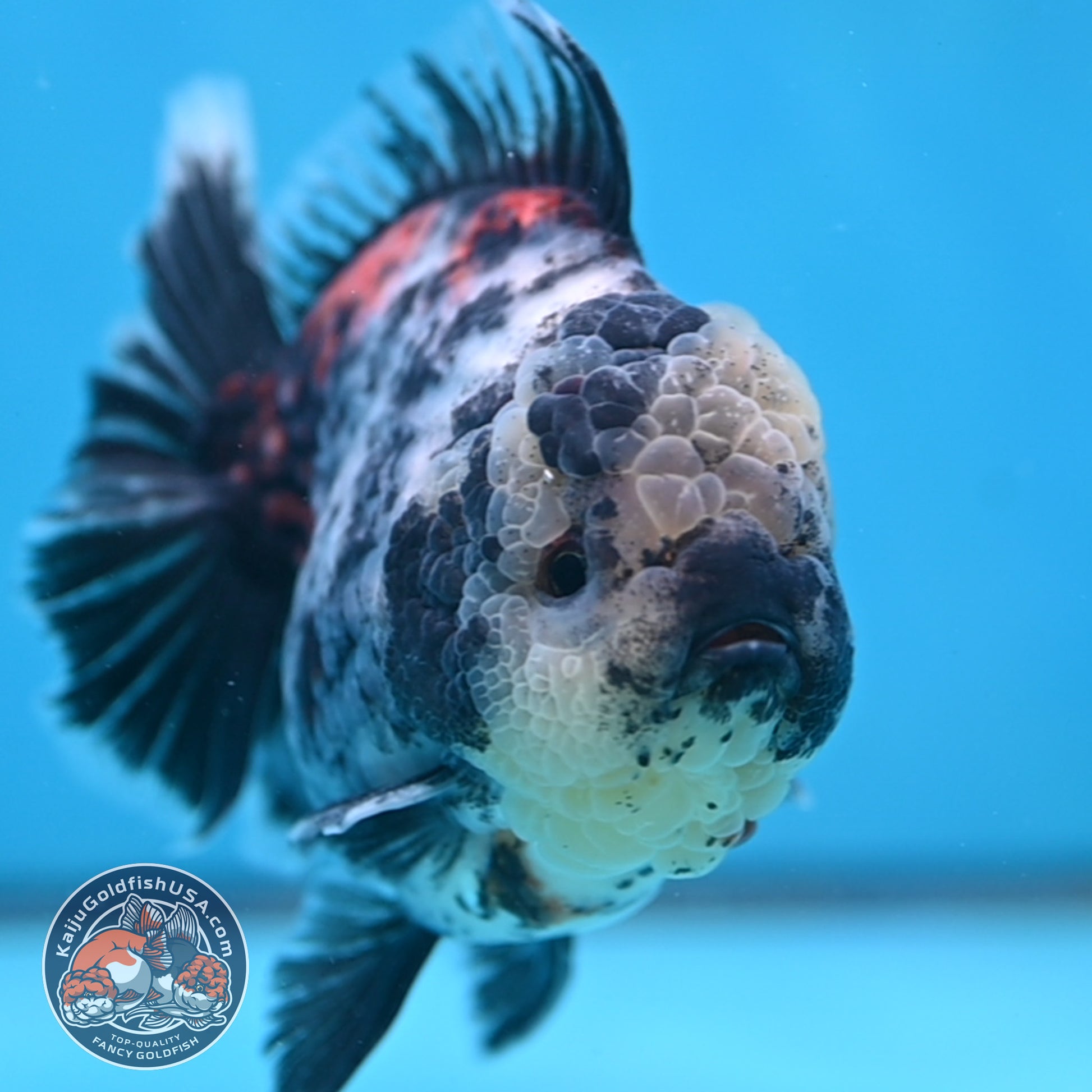 White Tiger Oranda 4 inch Body (251017_OR02)
