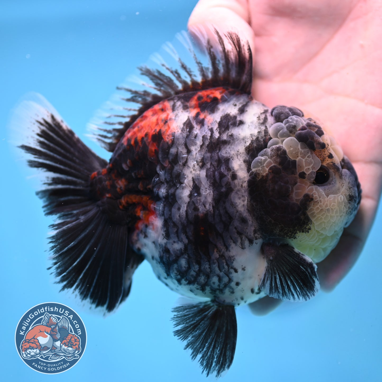 White Tiger Oranda 4 inch Body (251017_OR02)