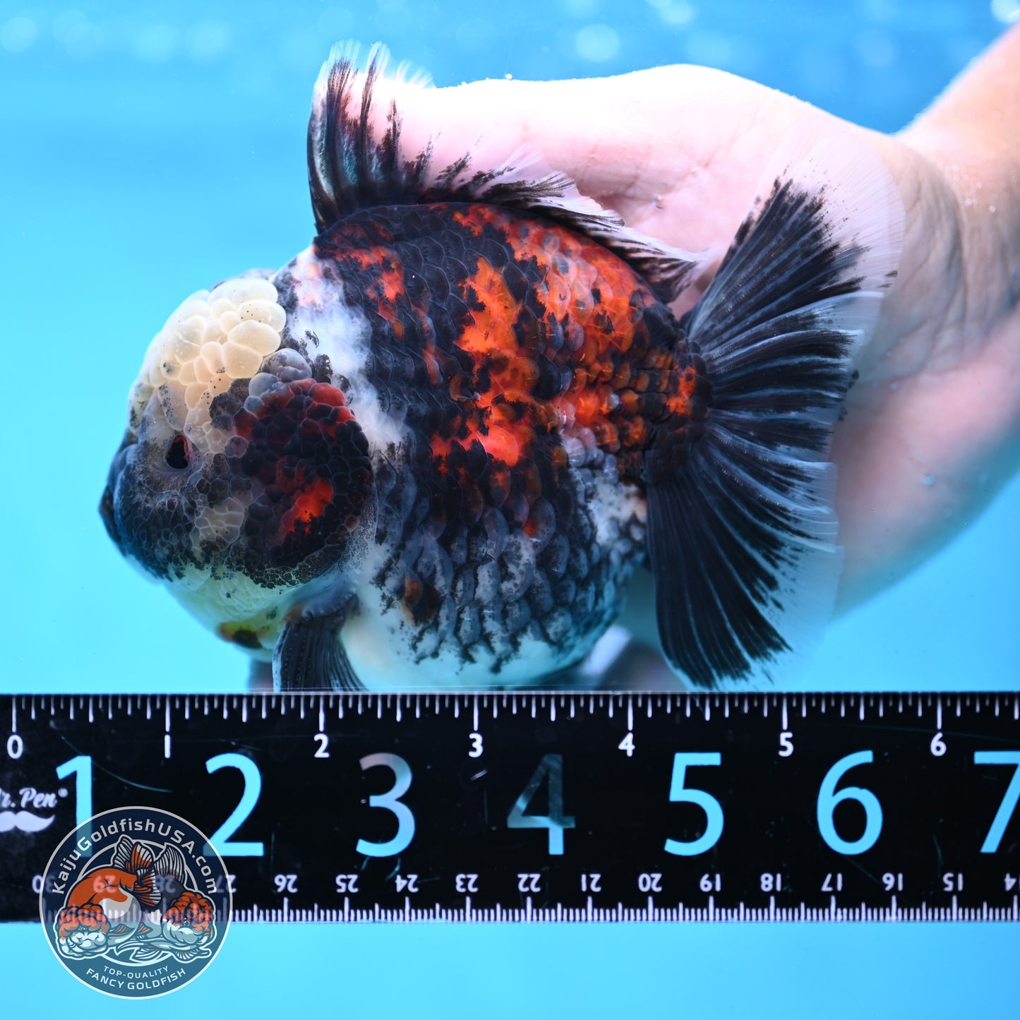 White Tiger Oranda 4 inch Body (251017_OR02)