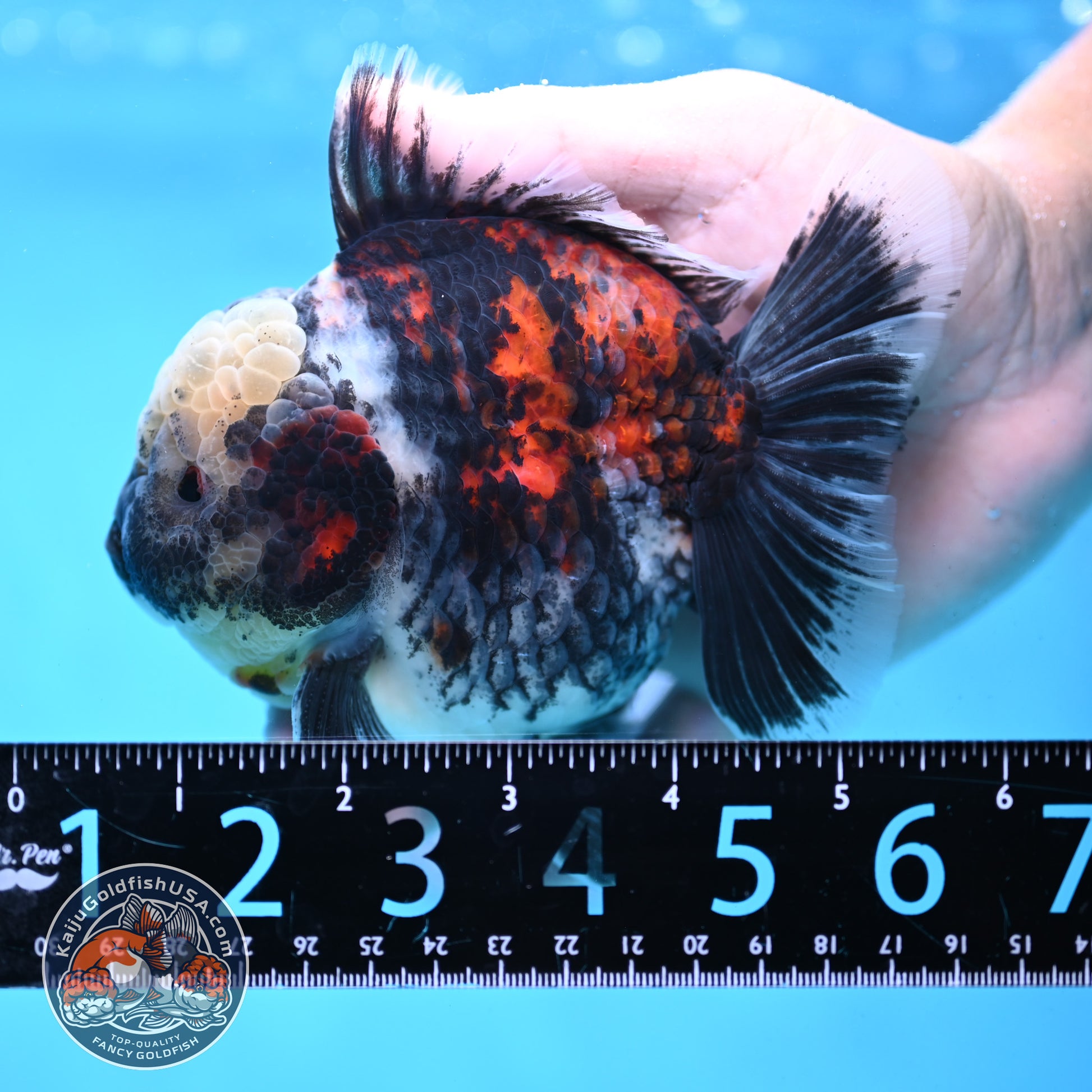 White Tiger Oranda 4 inch Body (251017_OR02)