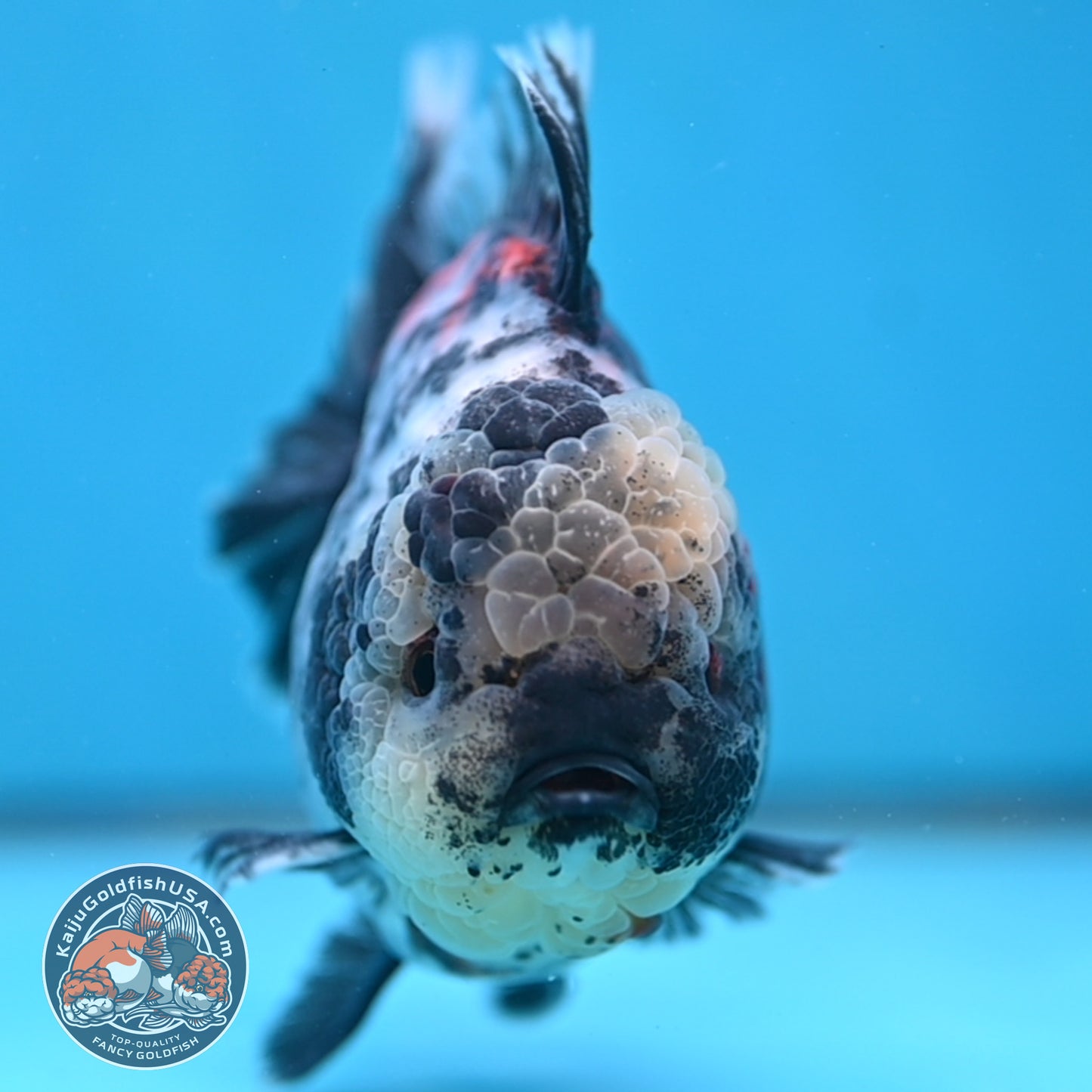 White Tiger Oranda 4 inch Body (251017_OR02)