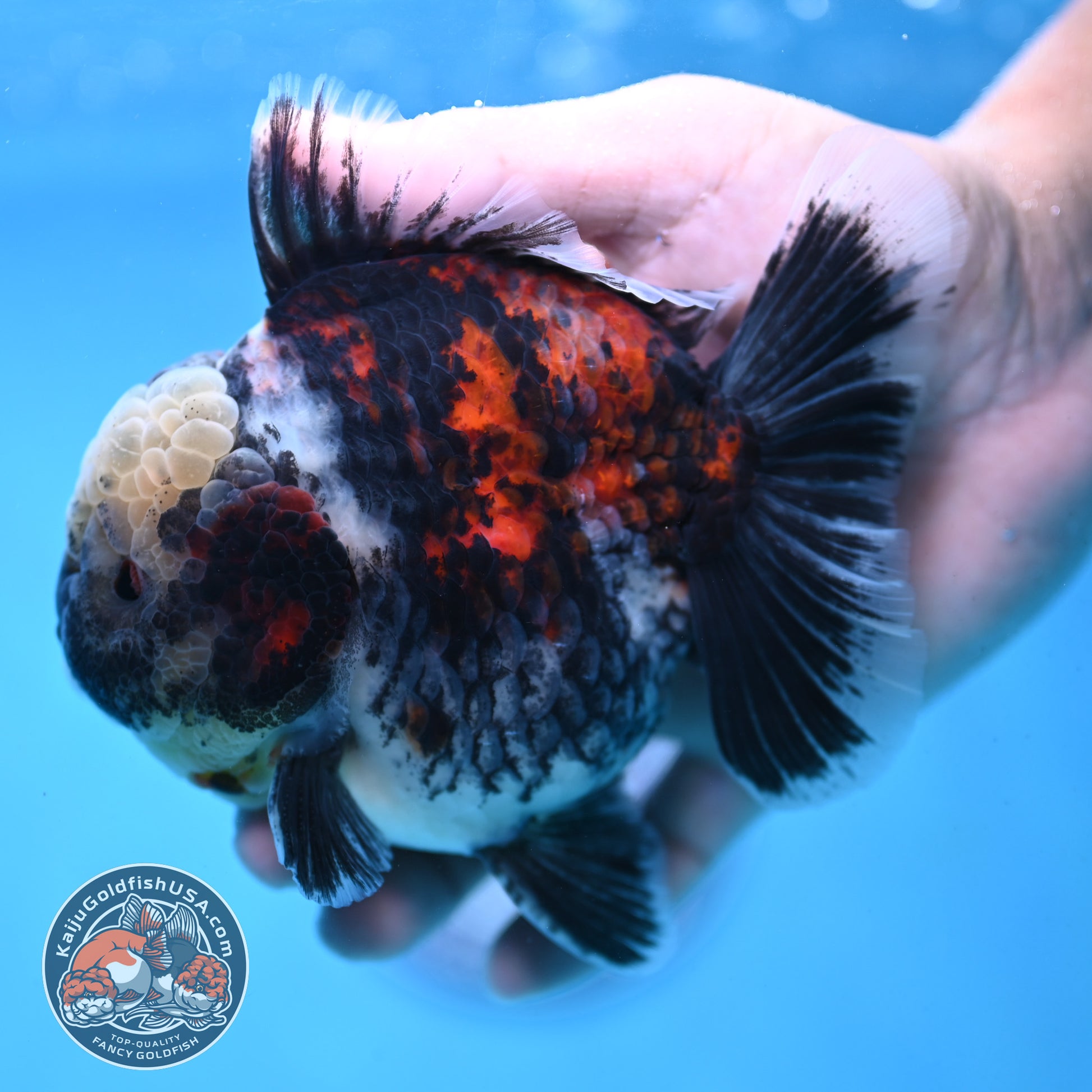 White Tiger Oranda 4 inch Body (251017_OR02)
