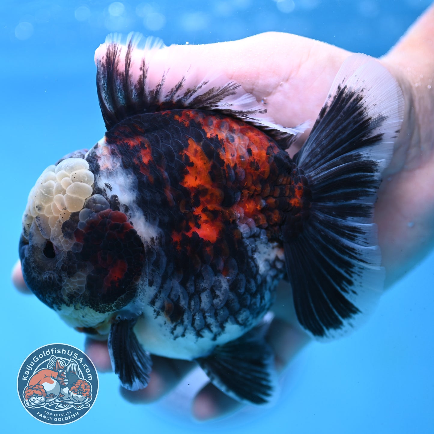 White Tiger Oranda 4 inch Body (251017_OR02)