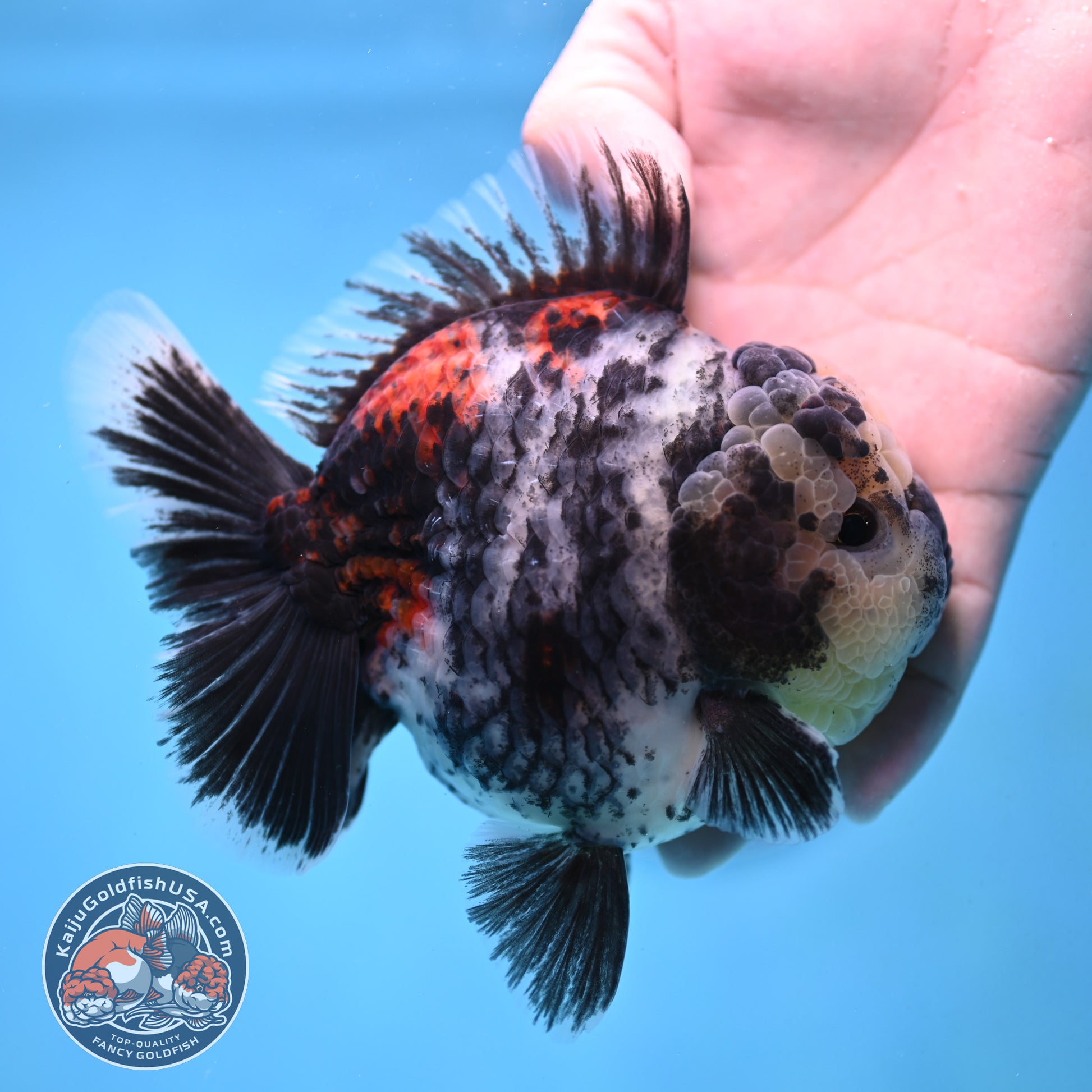 White Tiger Oranda 4 inch Body (251017_OR02)