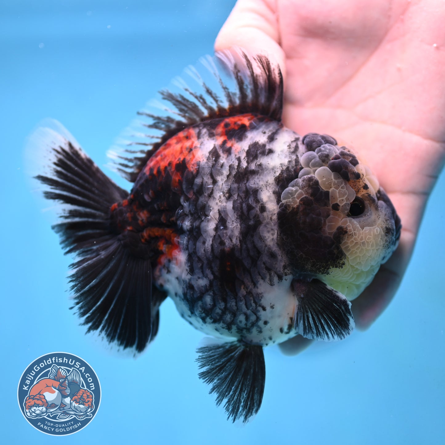 White Tiger Oranda 4 inch Body (251017_OR02)
