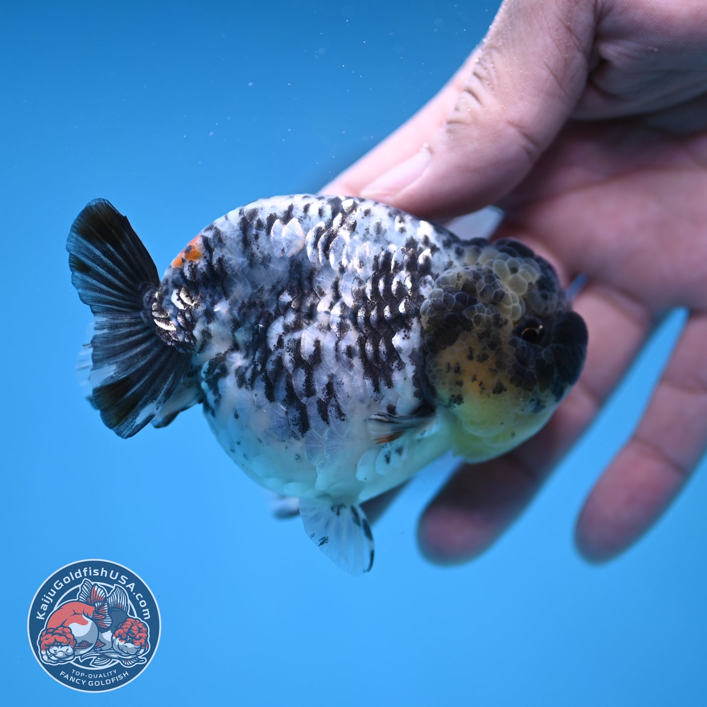 White Tiger Ranchu 3.5 inch Body (251212_RC06)
