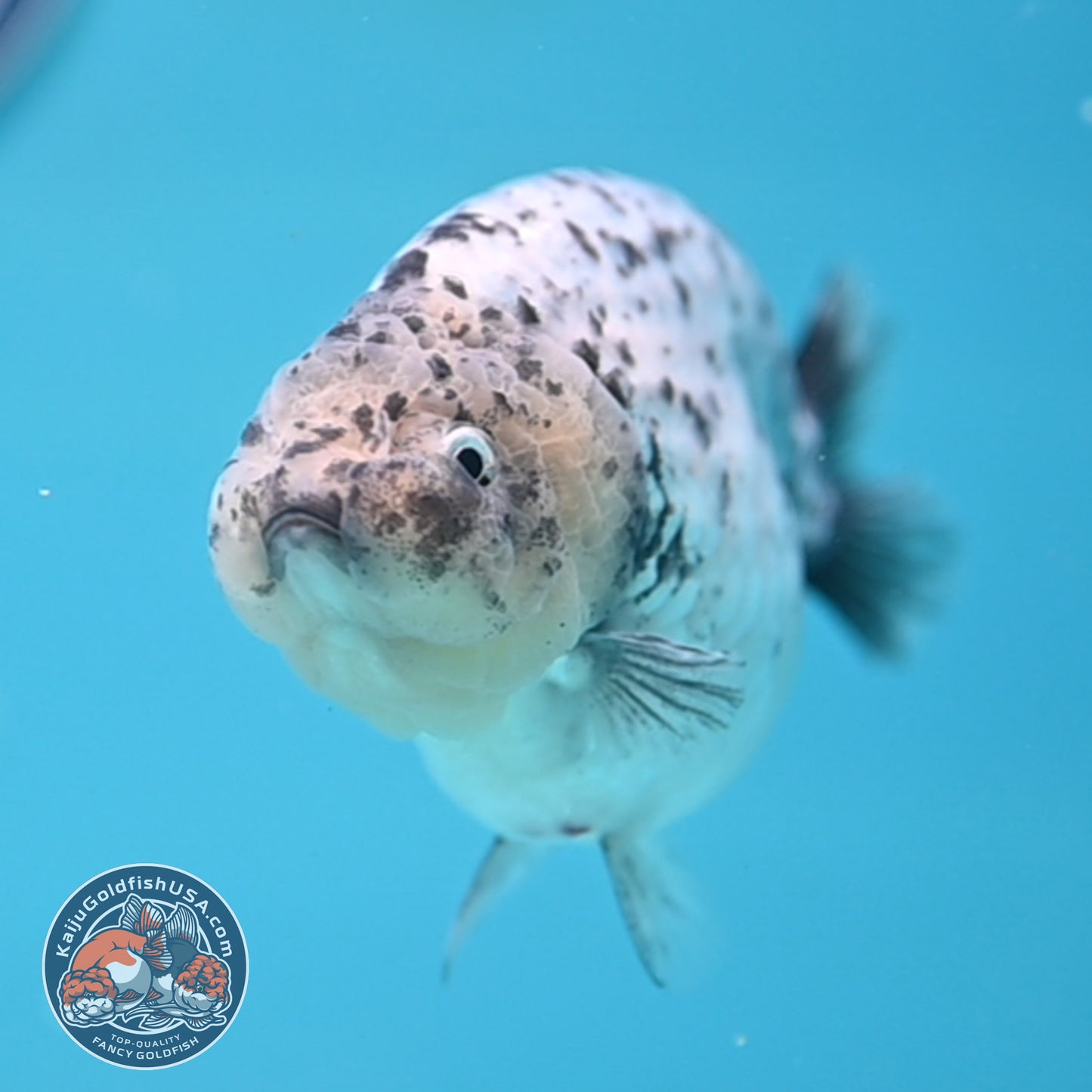 White Tiger Ranchu 4 inch Body (251017_RC06)