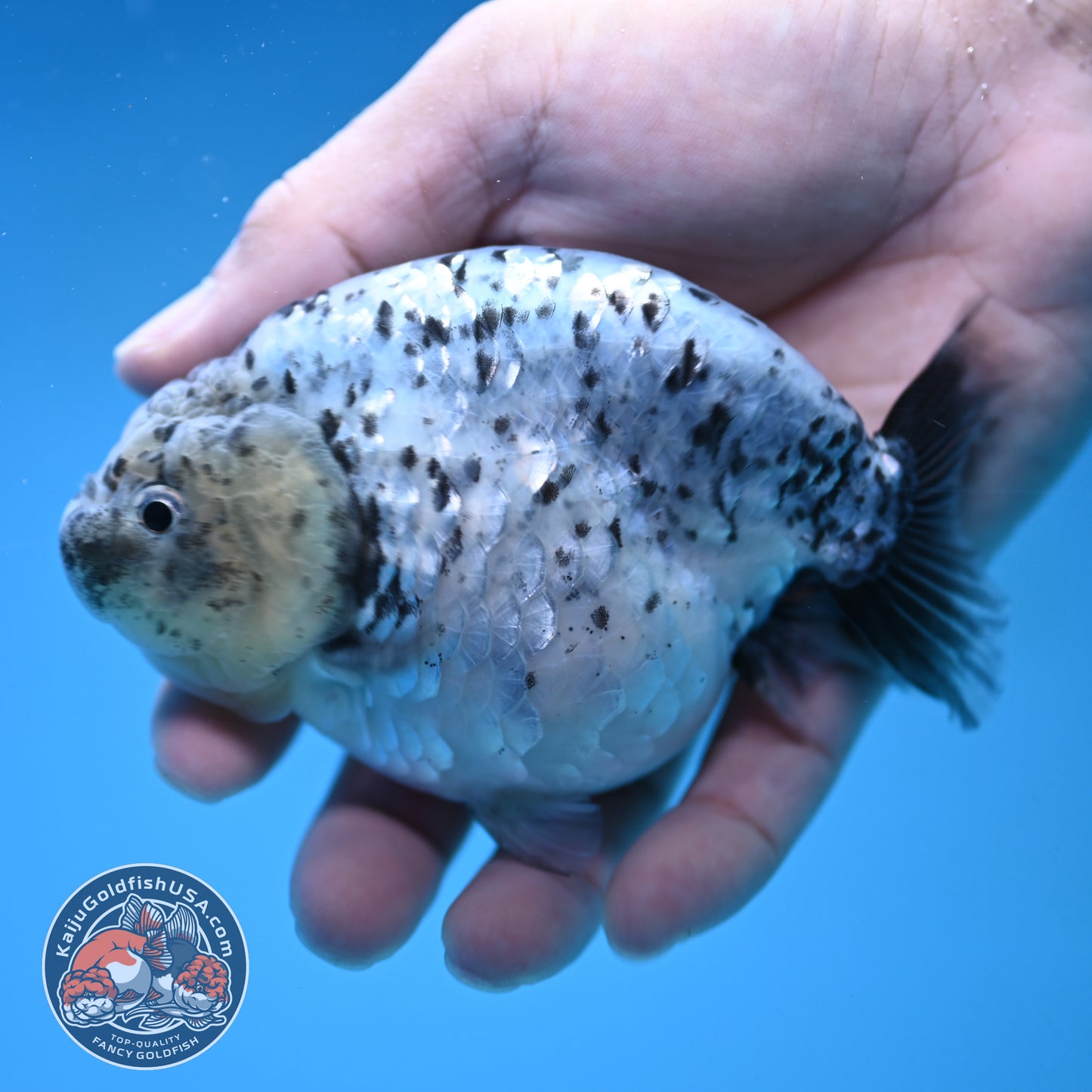 White Tiger Ranchu 4 inch Body (251017_RC06)