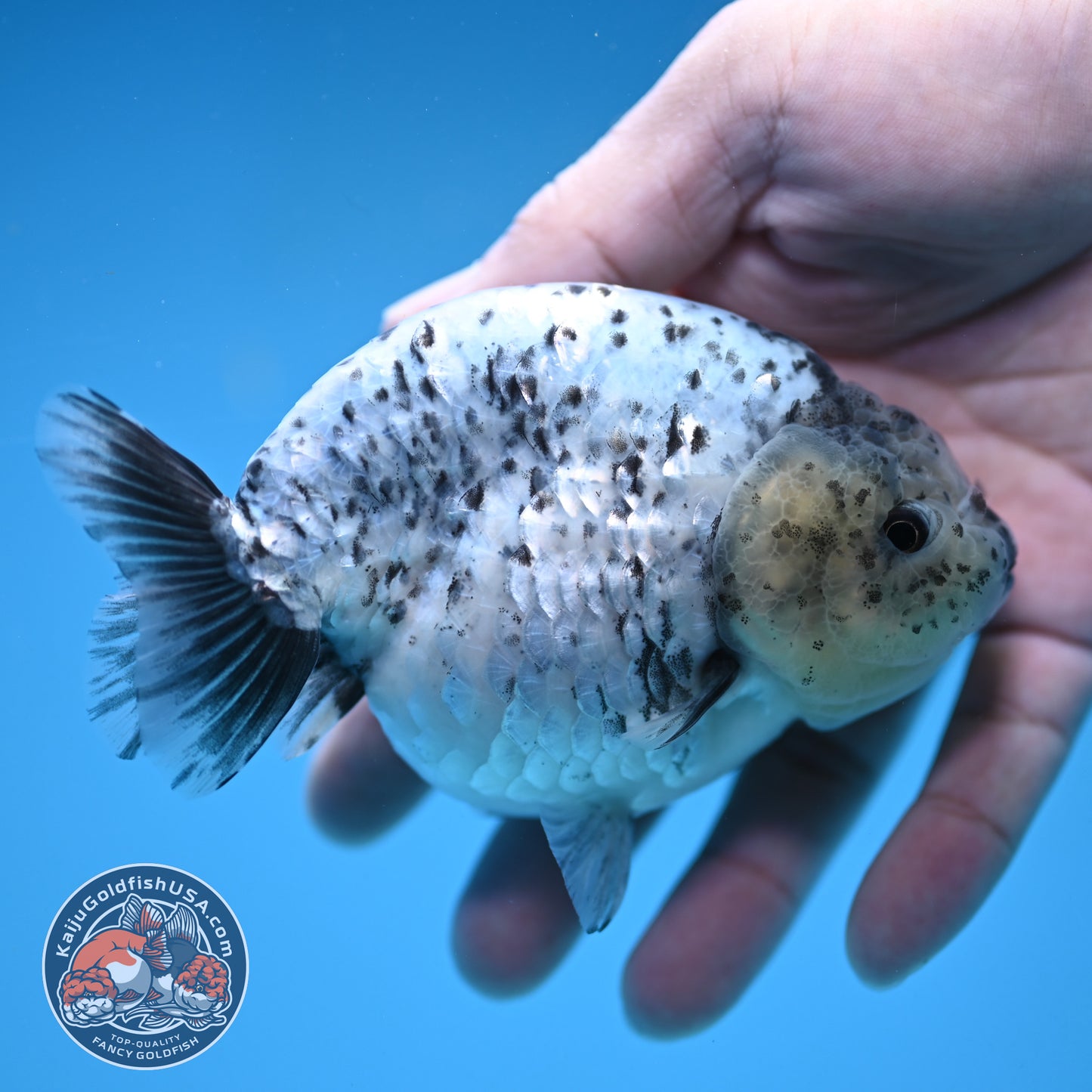 White Tiger Ranchu 4 inch Body (251017_RC06)