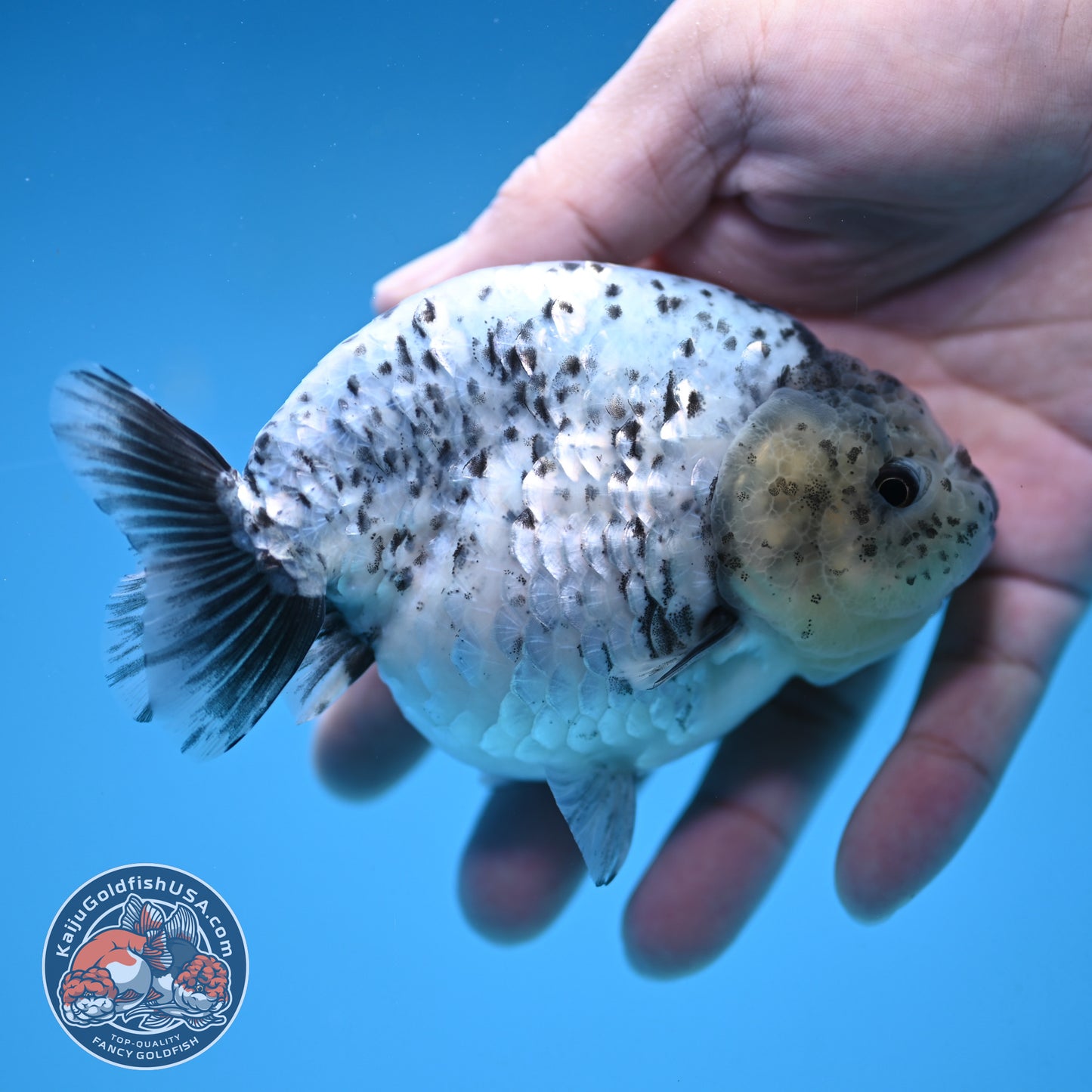 White Tiger Ranchu 4 inch Body (251017_RC06)