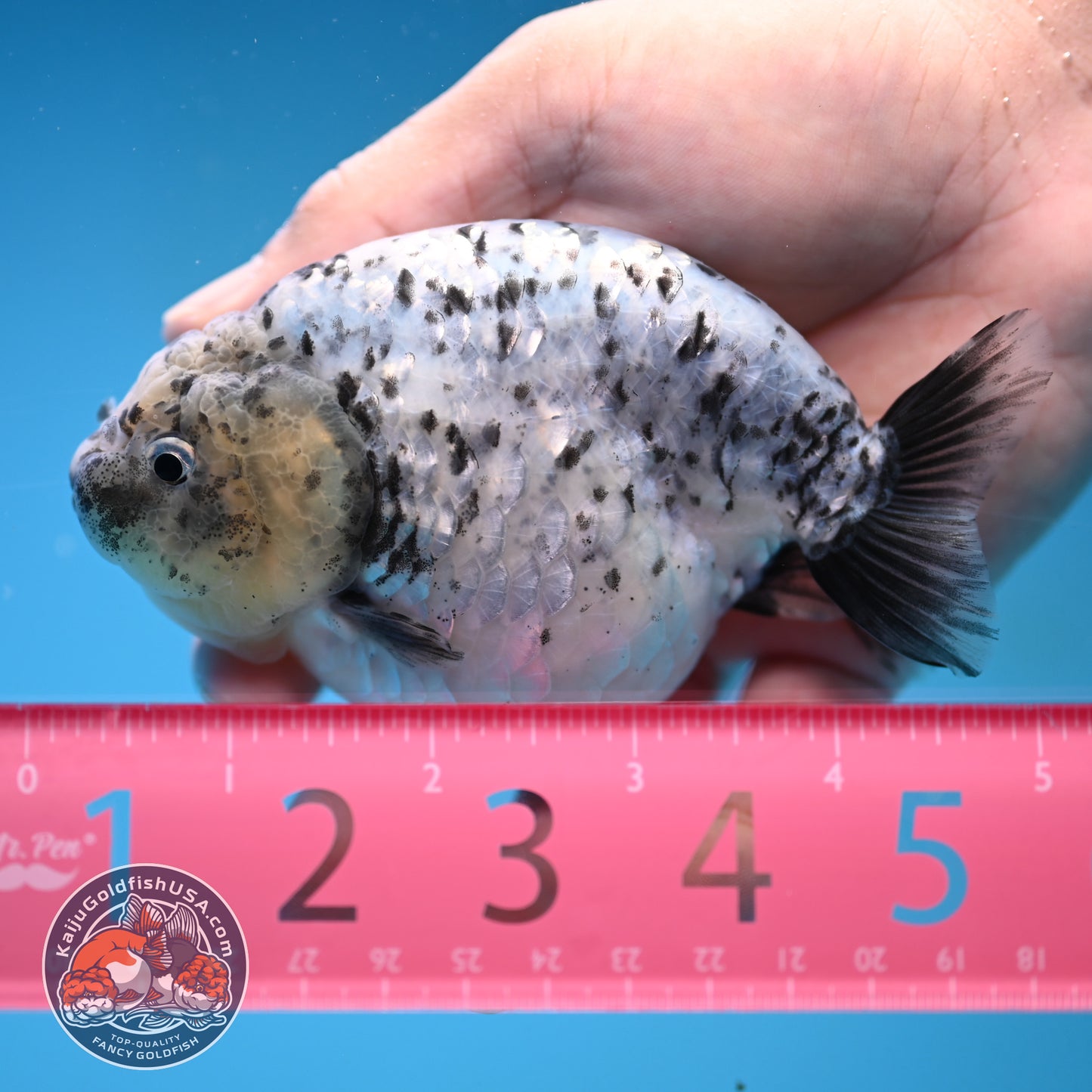 White Tiger Ranchu 4 inch Body (251017_RC06)