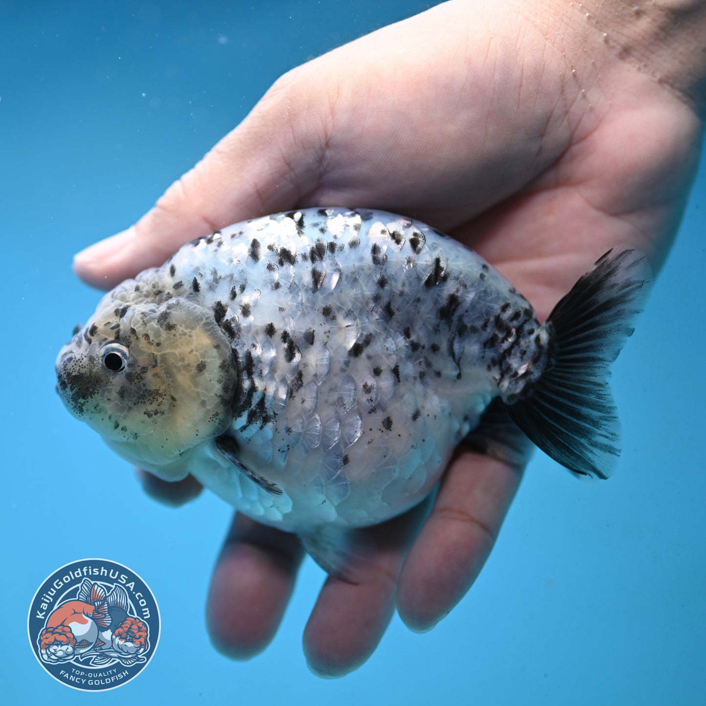 White Tiger Ranchu 4 inch Body (251017_RC06)