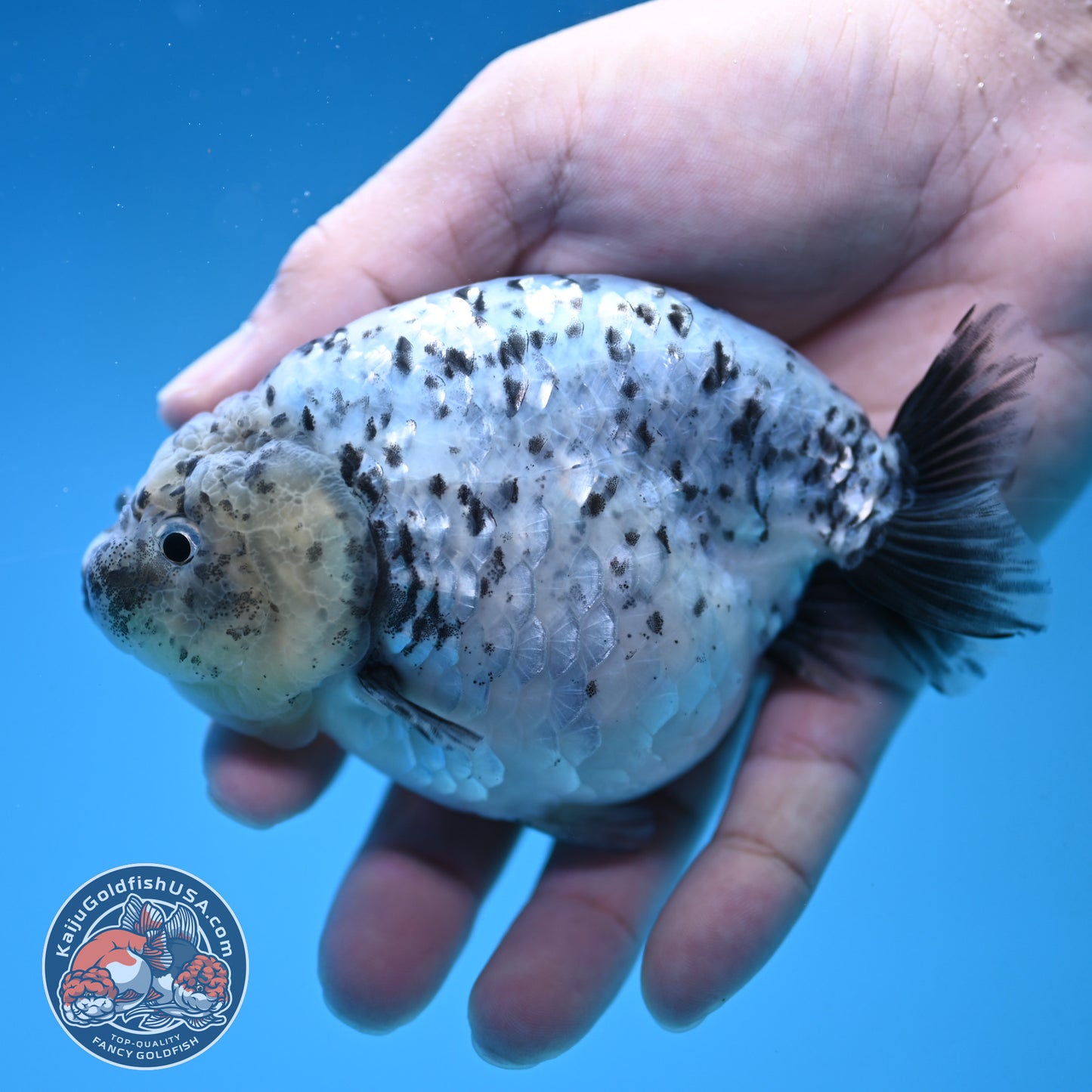 White Tiger Ranchu 4 inch Body (251017_RC06)