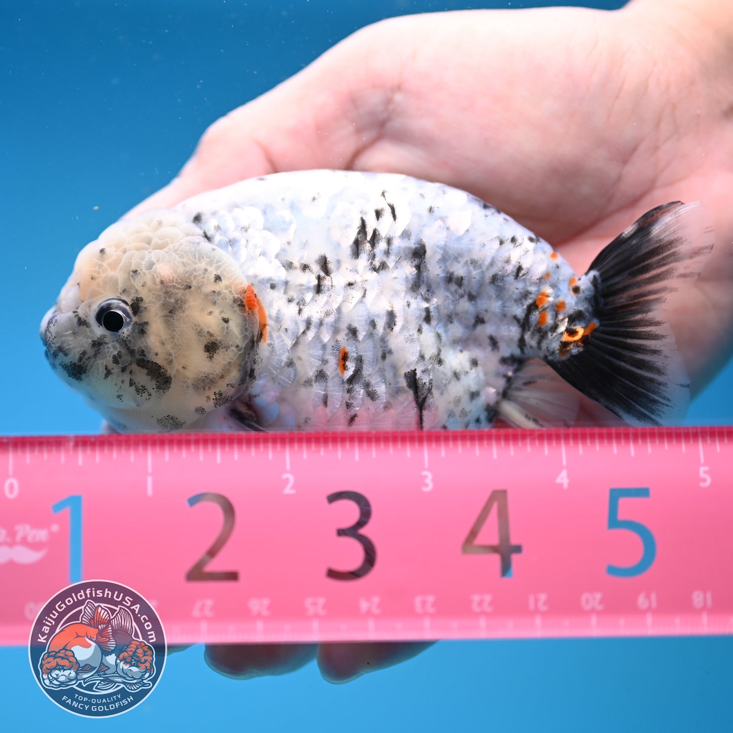 White Tiger Ranchu 4 inch Body (251017_RC07)