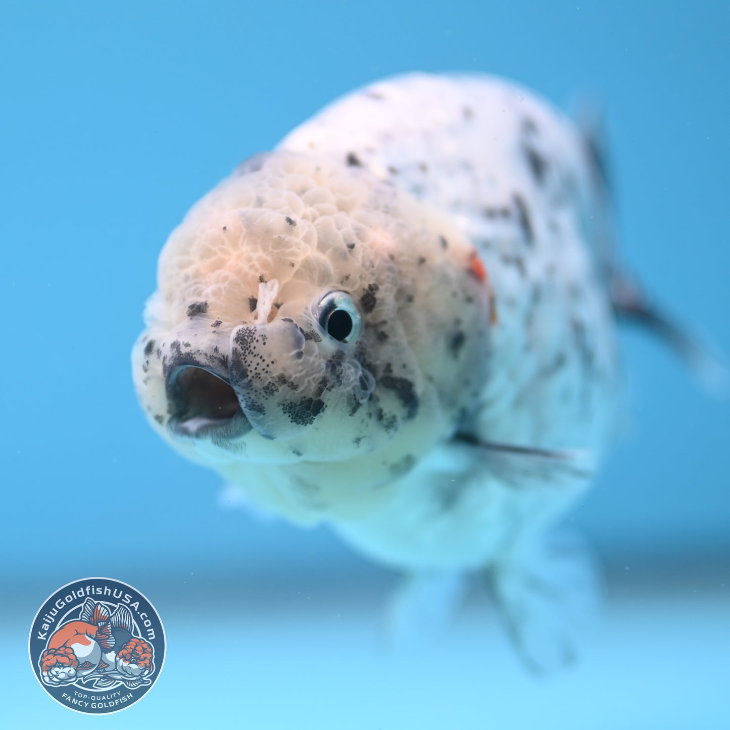 White Tiger Ranchu 4 inch Body (251017_RC07)