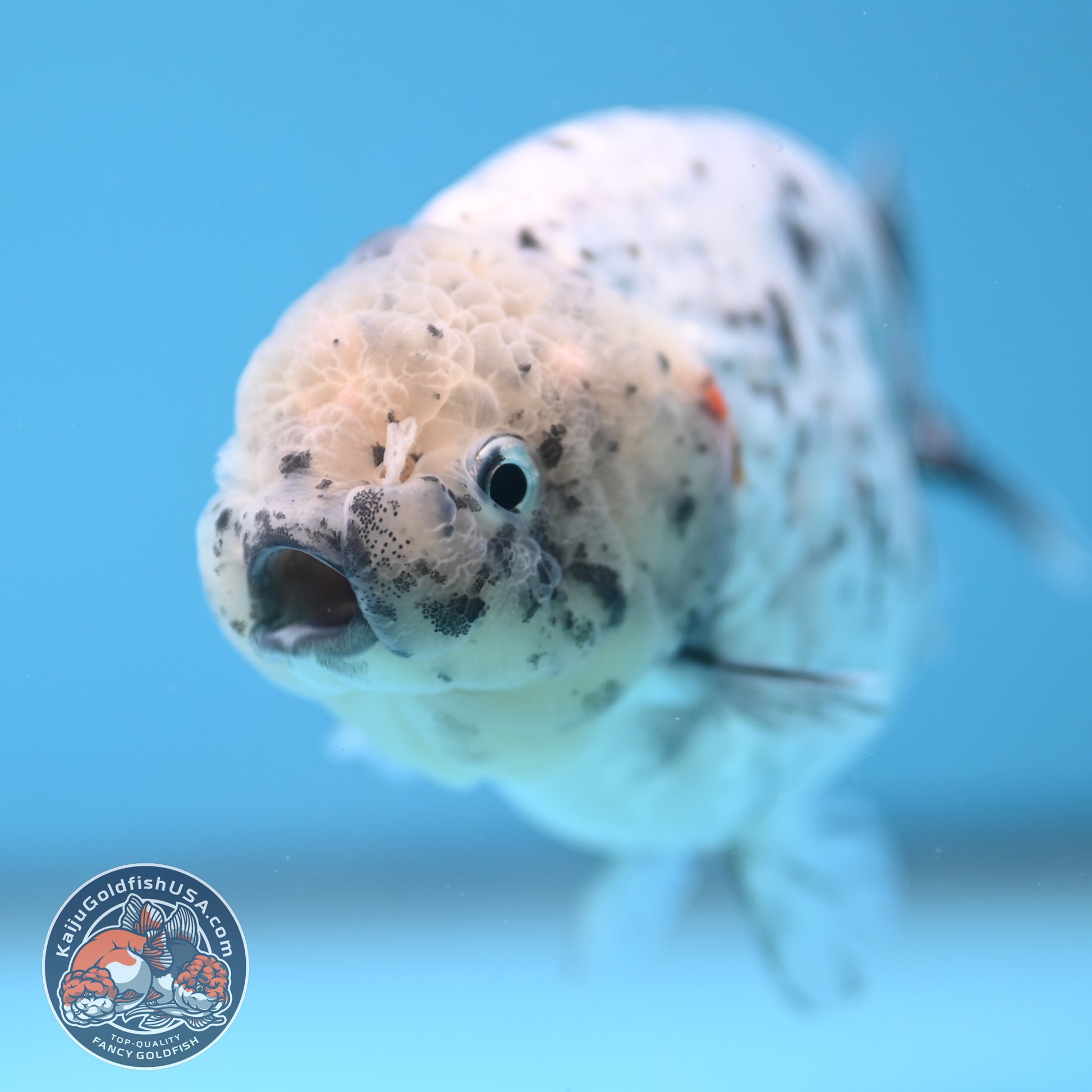 White Tiger Ranchu 4 inch Body (251017_RC07)
