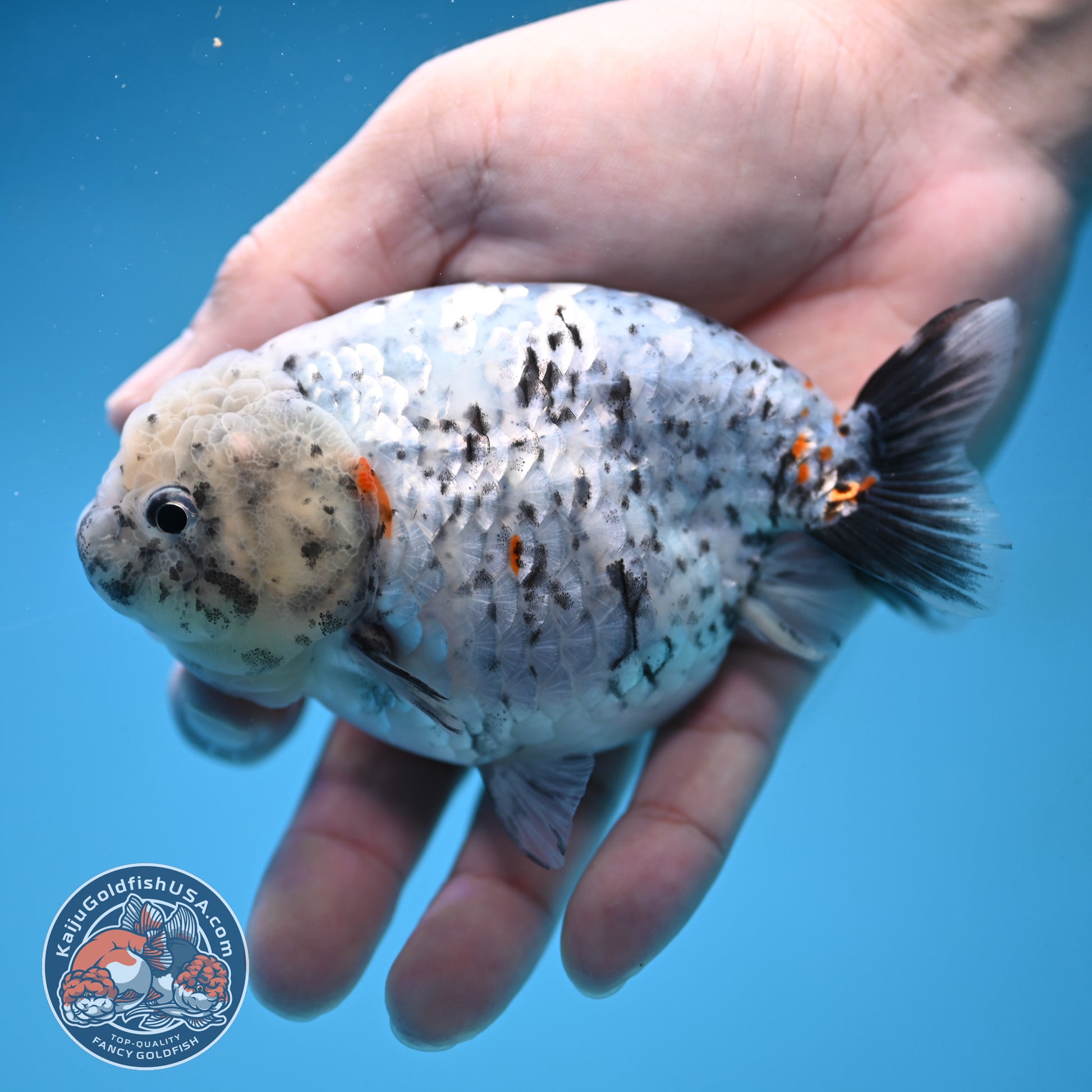 White Tiger Ranchu 4 inch Body (251017_RC07)