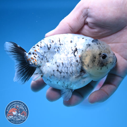 White Tiger Ranchu 4 inch Body (251017_RC07)