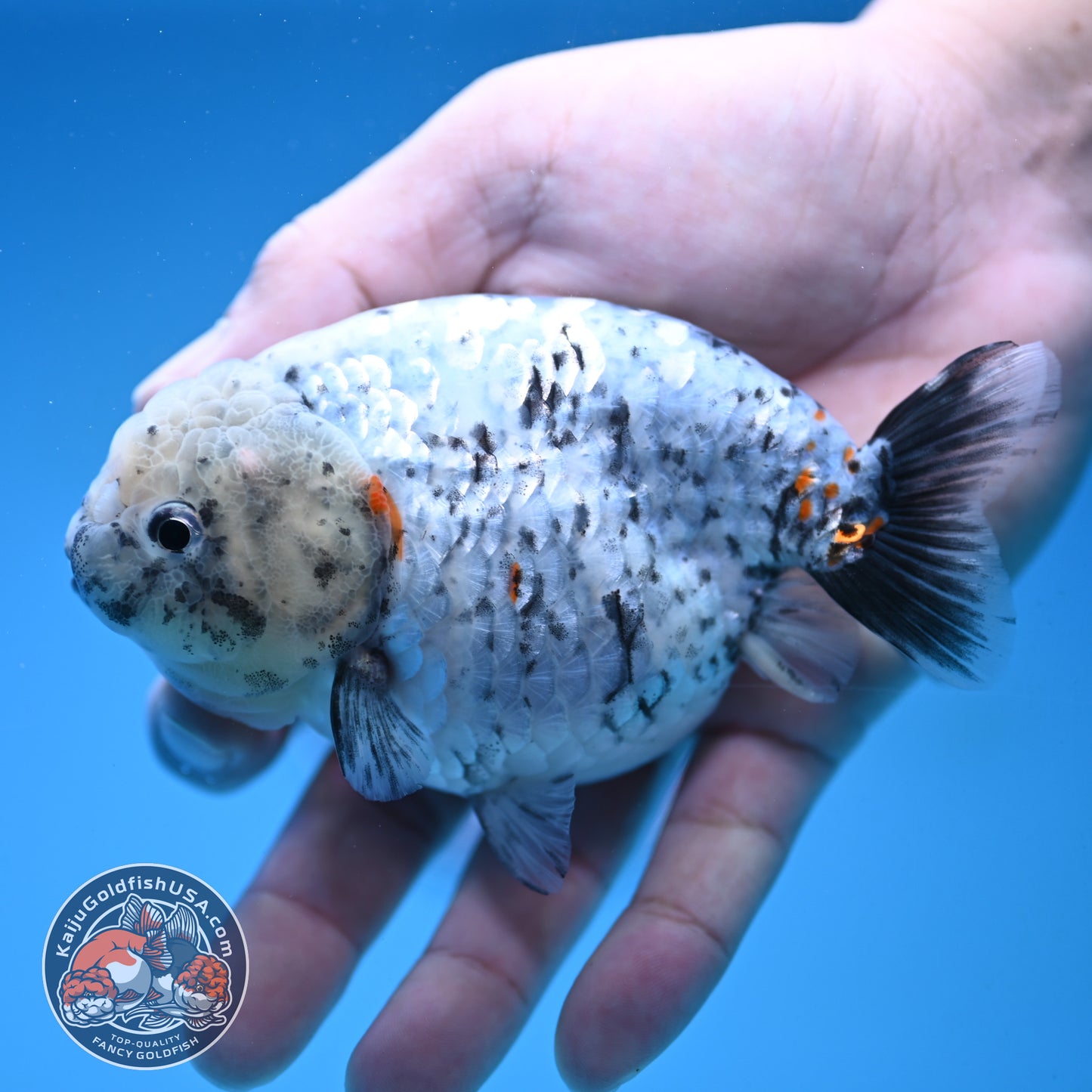 White Tiger Ranchu 4 inch Body (251017_RC07)