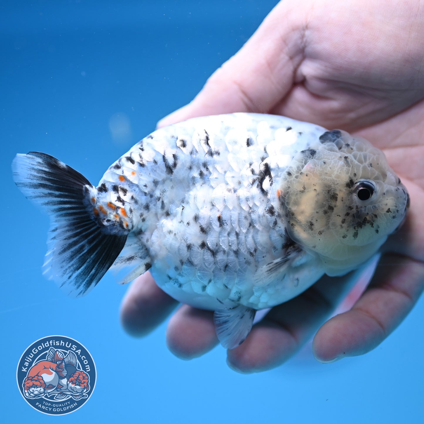 White Tiger Ranchu 4 inch Body (251017_RC07)