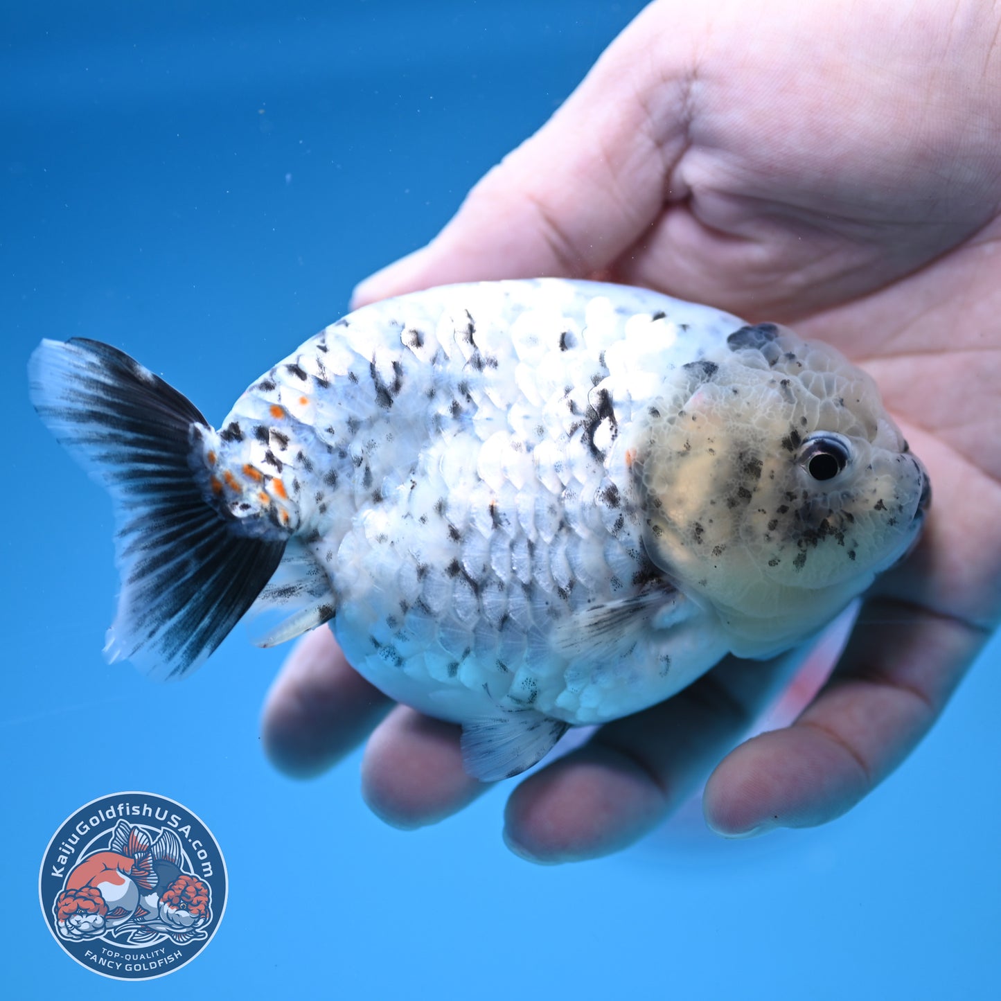White Tiger Ranchu 4 inch Body (251017_RC07)