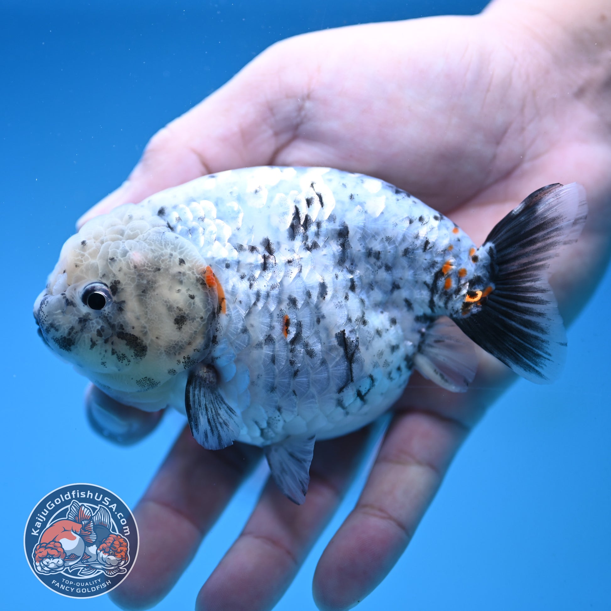 White Tiger Ranchu 4 inch Body (251017_RC07)