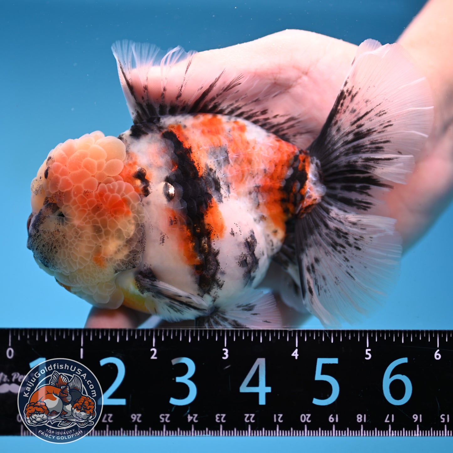 White Tiger Rosetail Oranda 4.5 inch Body (251017_OR04)