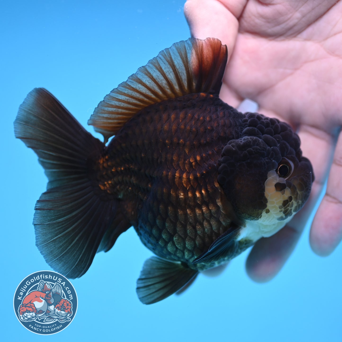 YuanBao Panda Oranda 3.5 inch Body (251212_OR06)