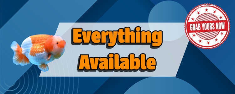 TopQuality Fancy Goldfish For Sale Kaiju Goldfish USA