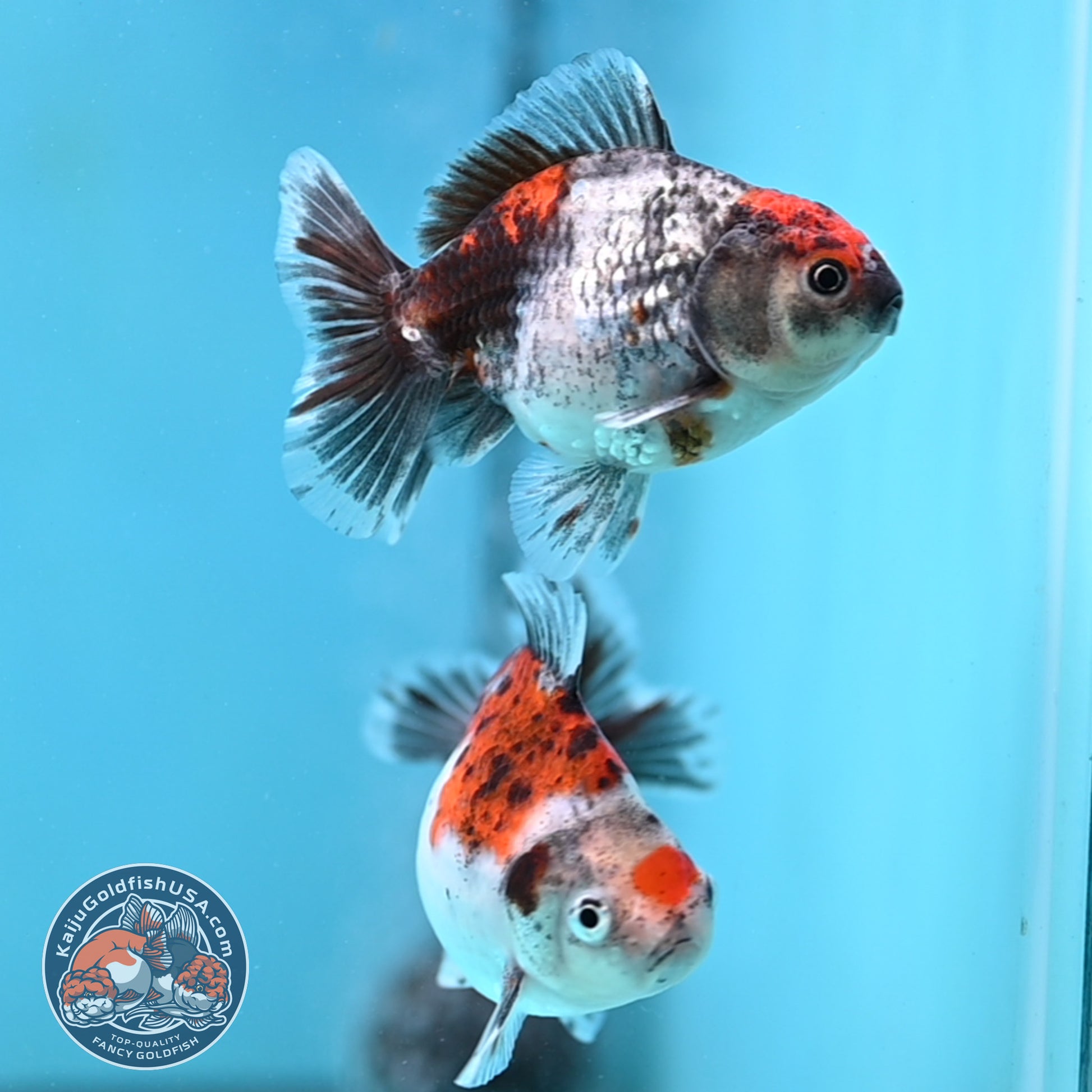 2-Pack Juvenile Shogun Long Body Oranda 2.5-3.5 inch Body (251017_OR25)