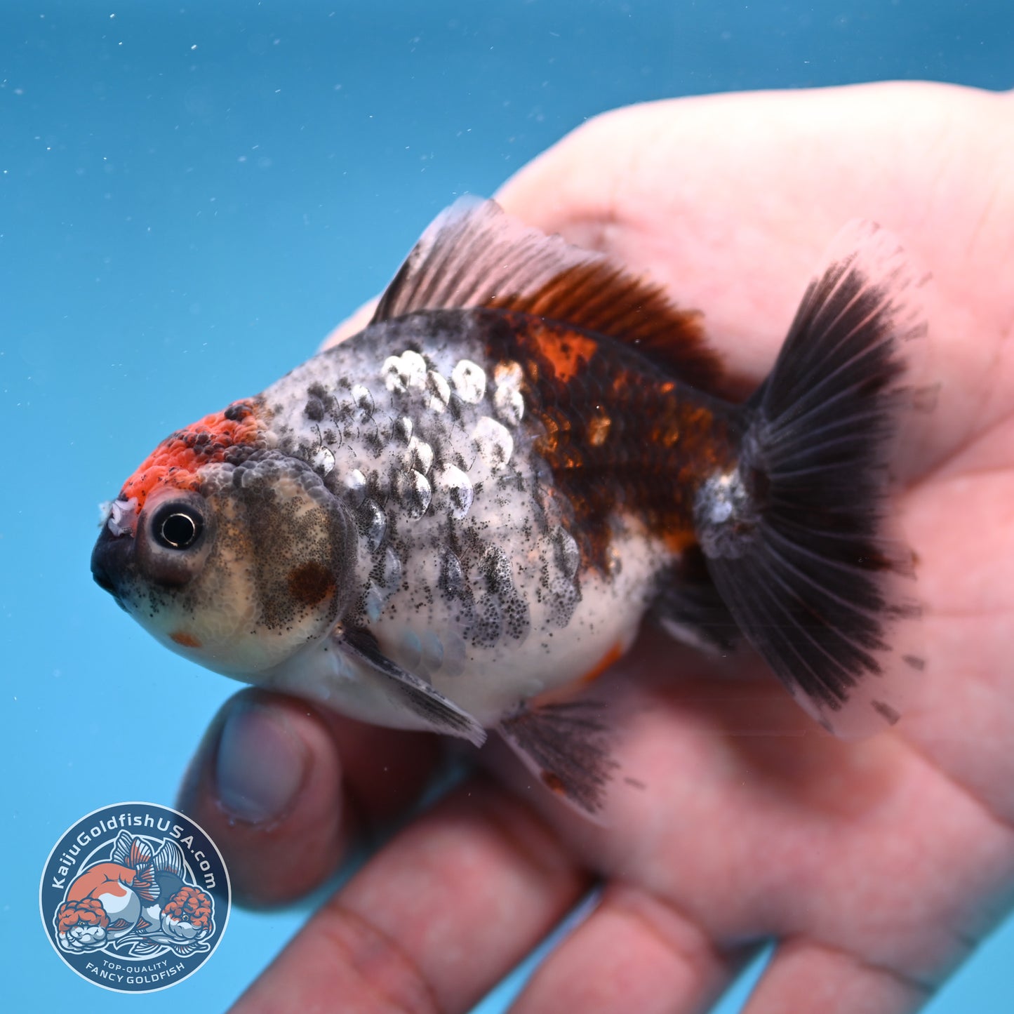 2-Pack Juvenile Shogun Long Body Oranda 2.5-3.5 inch Body (251017_OR25)