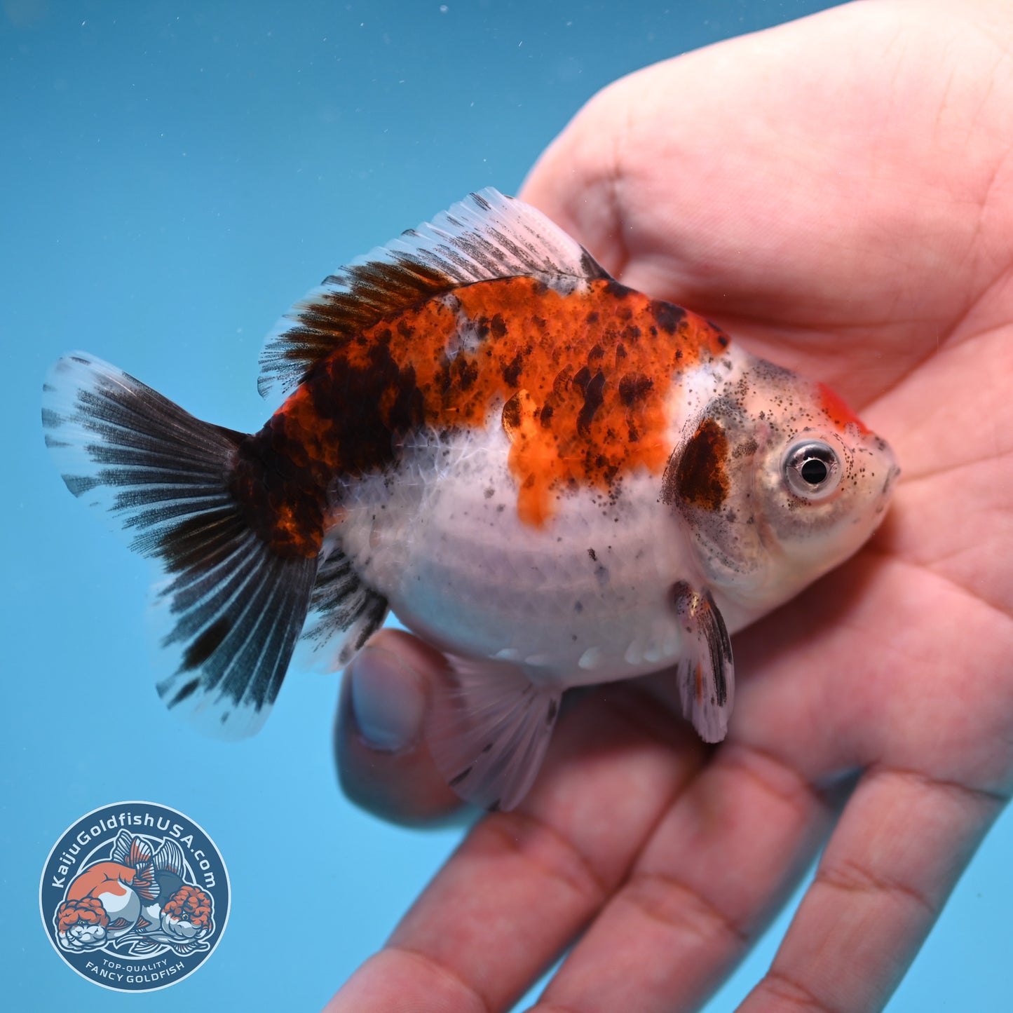 2-Pack Juvenile Shogun Long Body Oranda 2.5-3.5 inch Body (251017_OR25)