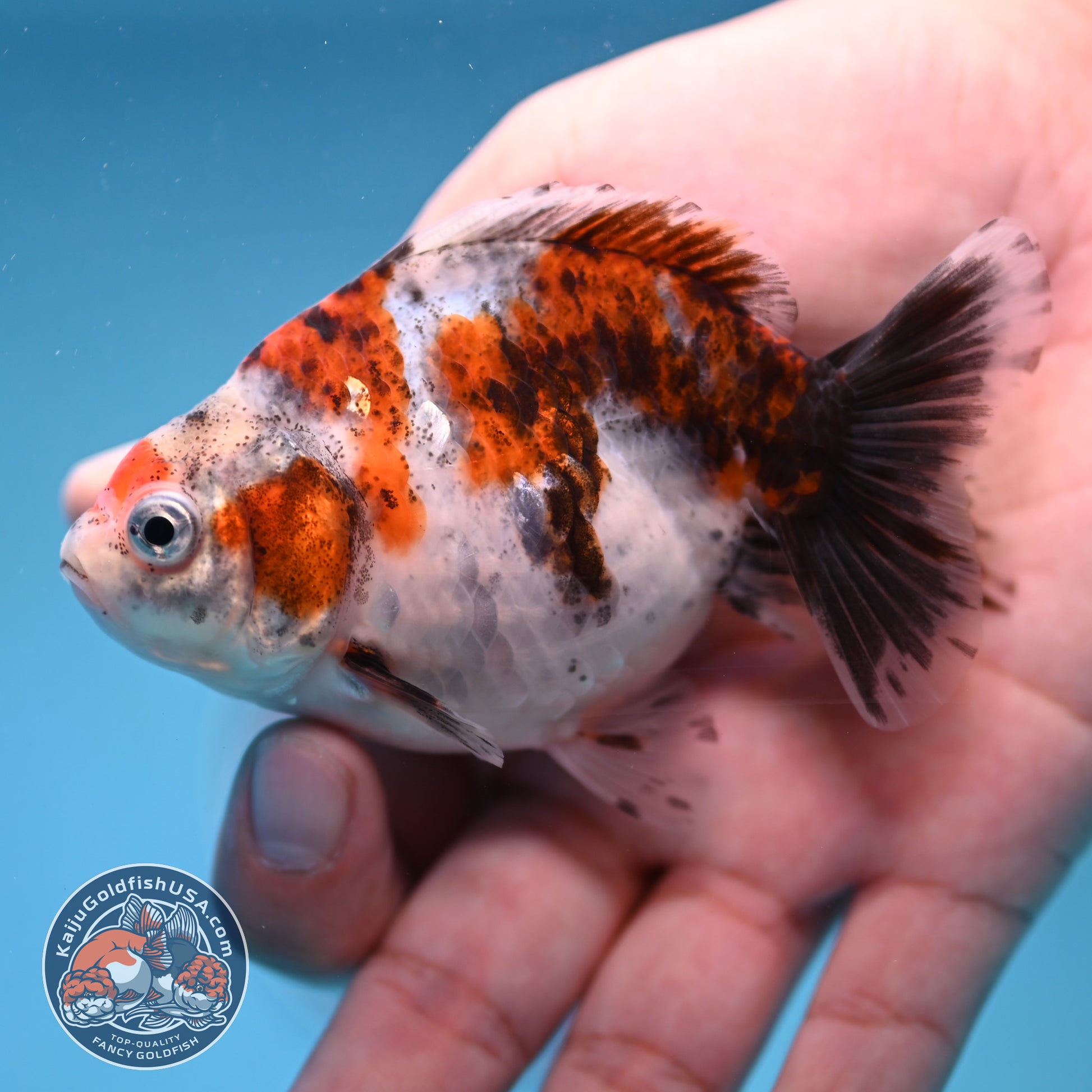 2-Pack Juvenile Shogun Long Body Oranda 2.5-3.5 inch Body (251017_OR25)